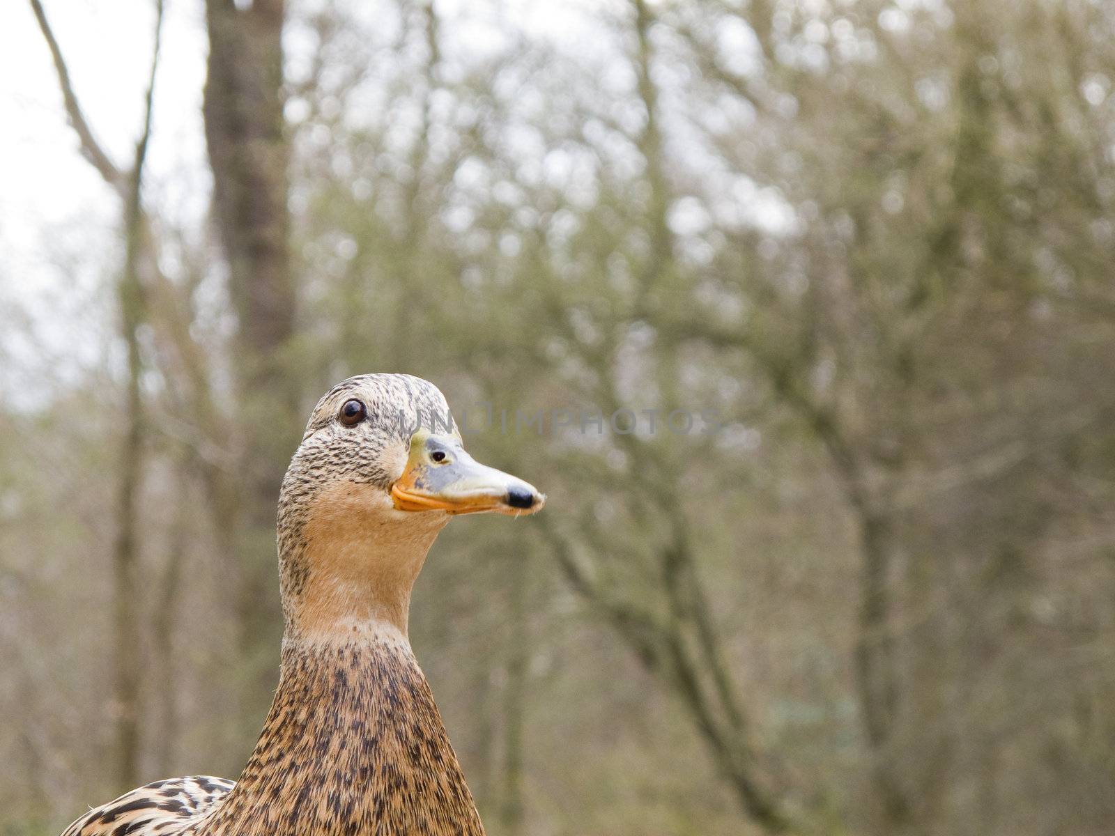 female mallard duck - Anas platyrhynchos in spring on land 