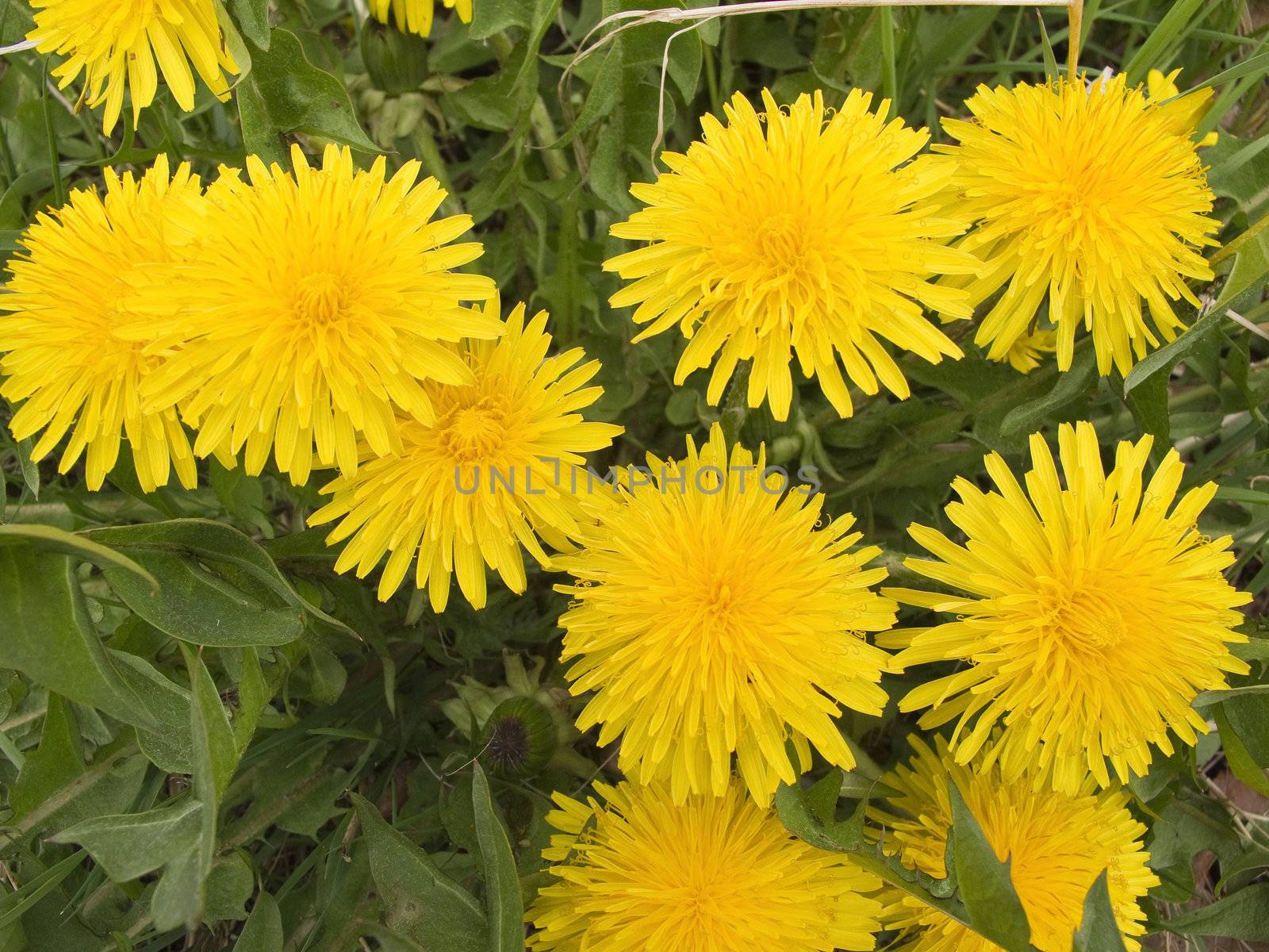 closeup of dandelions in full bloom on a meadow