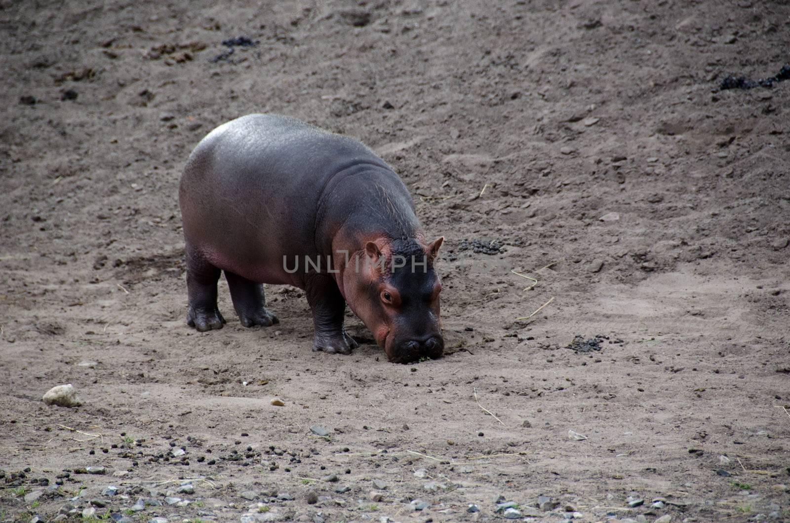 Hippo baby by Arrxxx