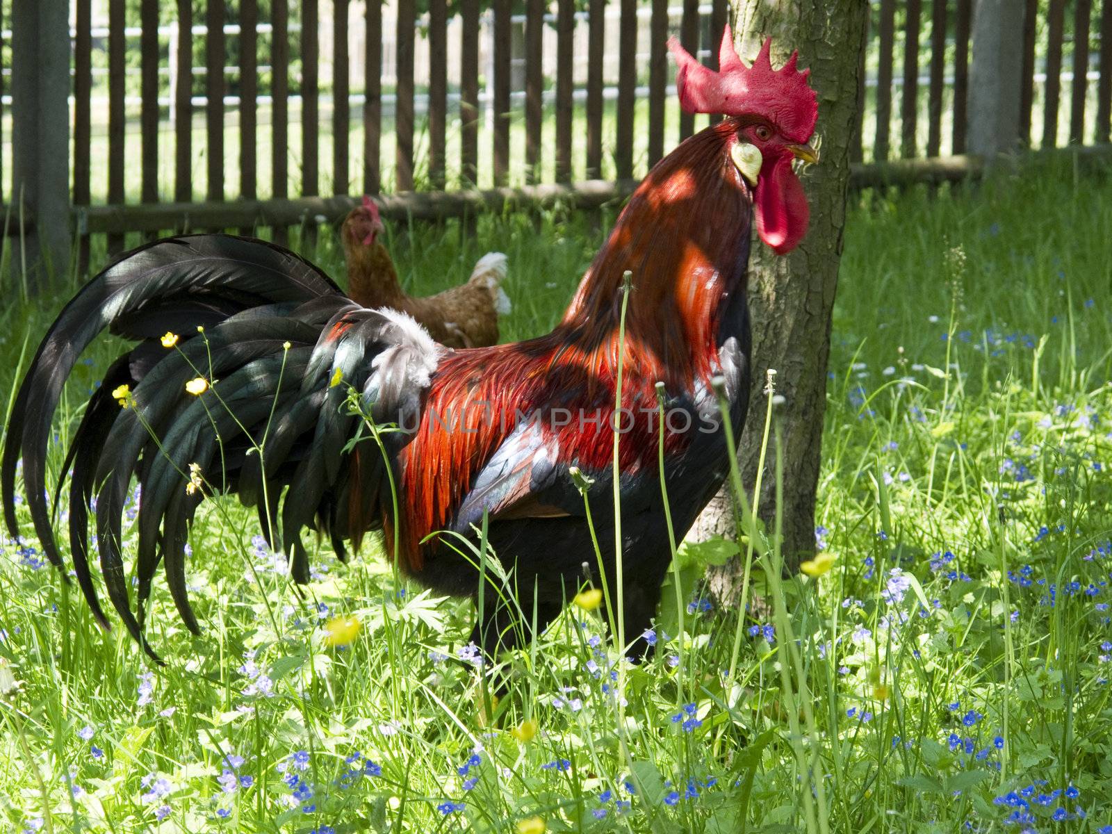 Rooster, cockerel, cock on a organic farm, agriculture