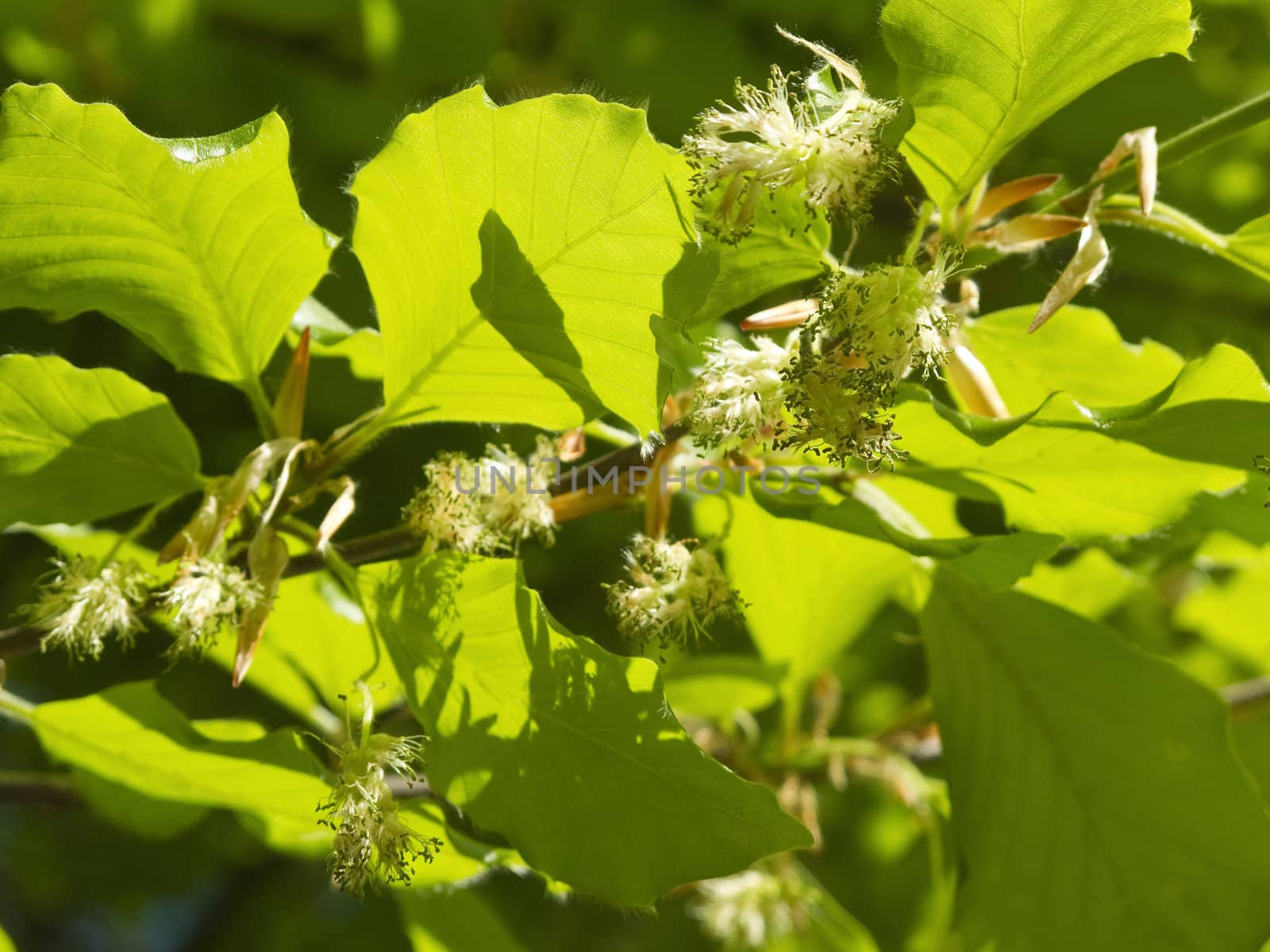 beech tree flowers by Arrxxx