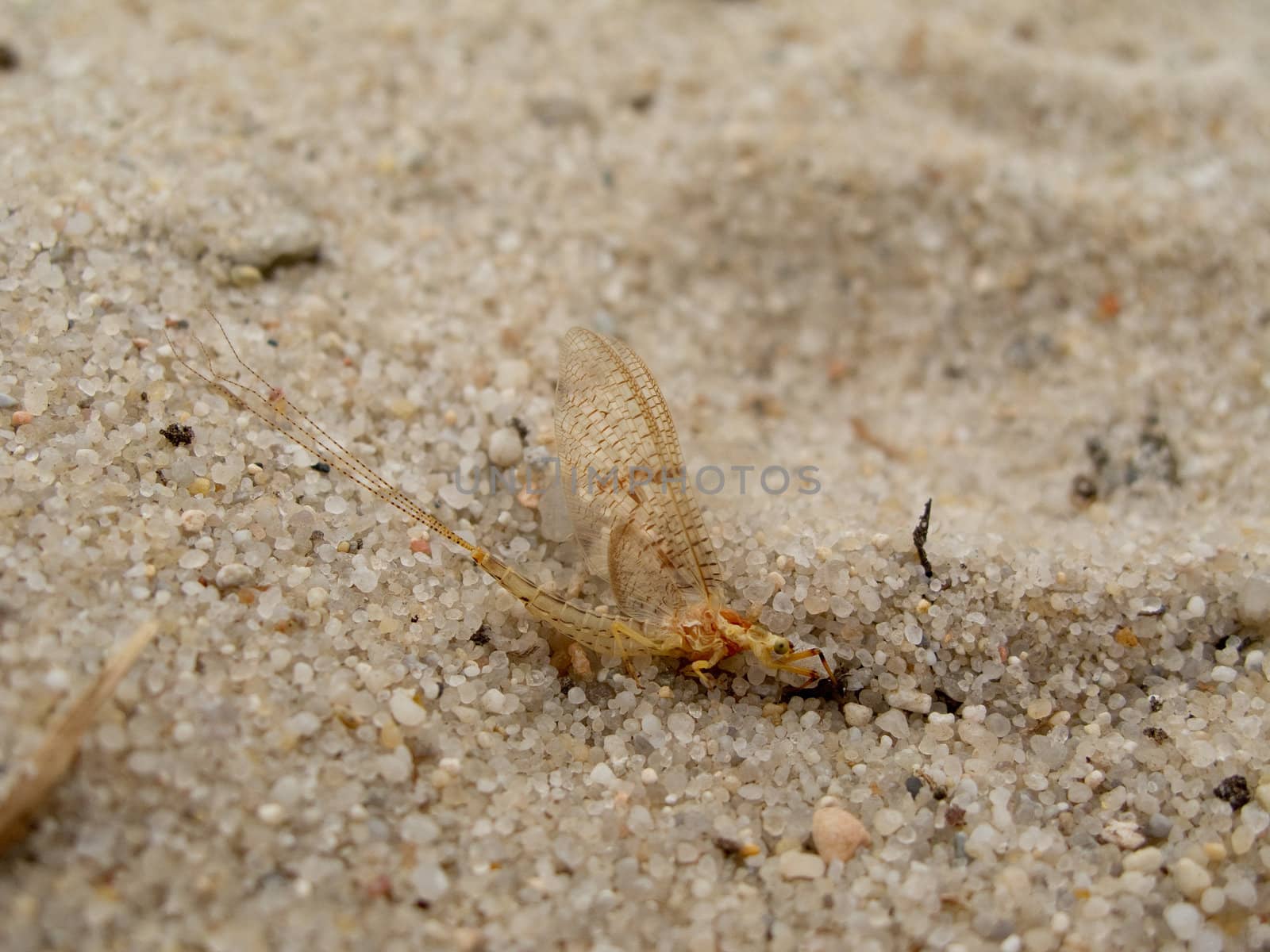 Male of an adult mayfly, Ephemera vulgata, sitting on sand