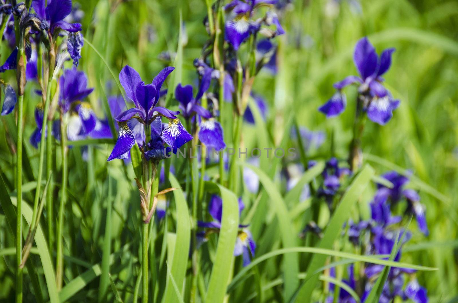 a bunch of iris plants with beautiful yellow purple flowers