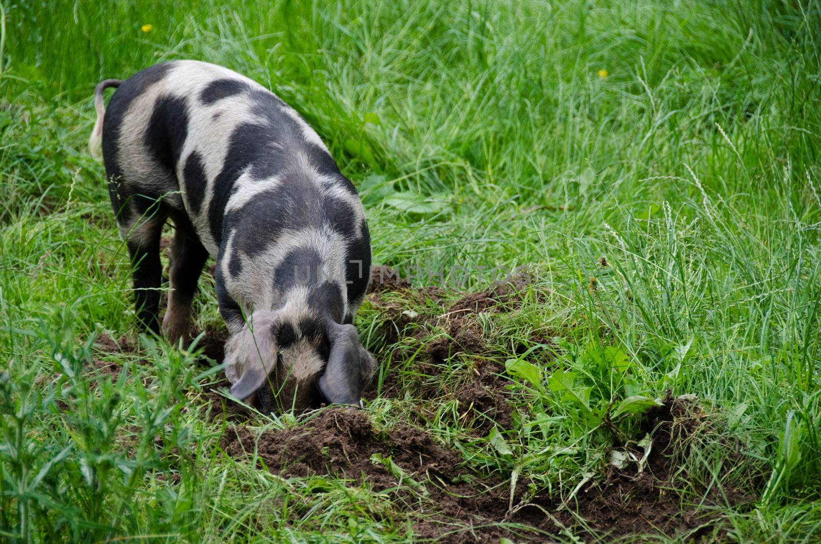 pig raised on an organic farm searching for food in the grass