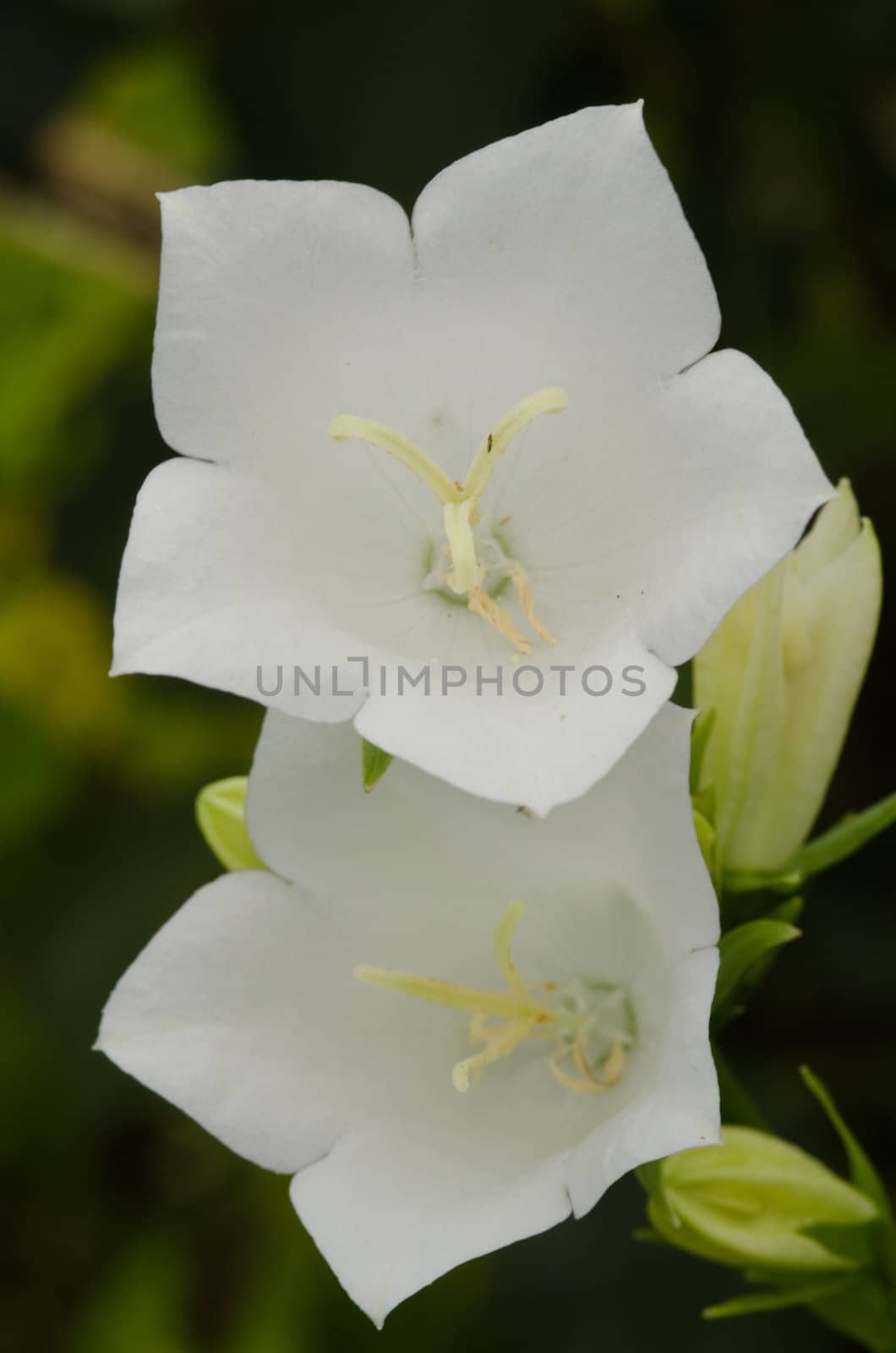 closeup of a white Peach-leaved Bellflower, Campanula persicifolia, in summer