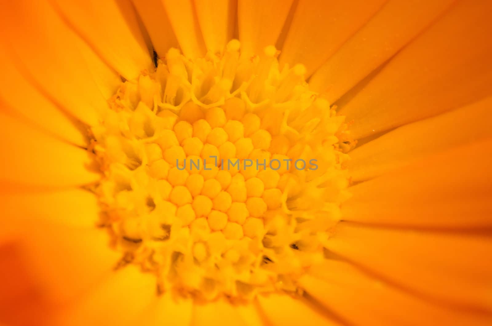 Closeup of a pot marigold, Calendula officinalis flower, background pattern