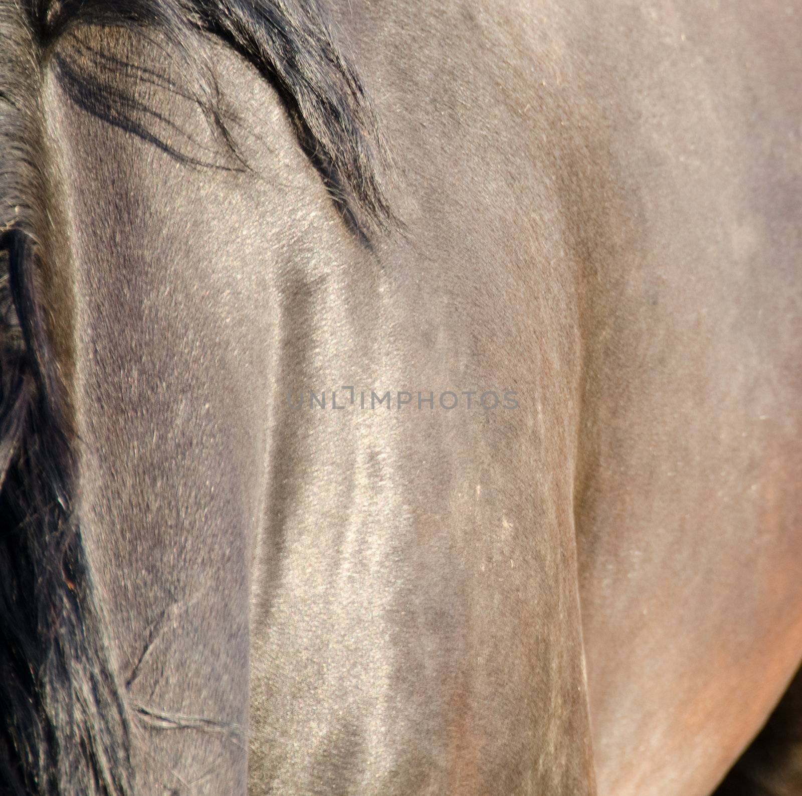 brown horse fur in bright sunlight background pattern 