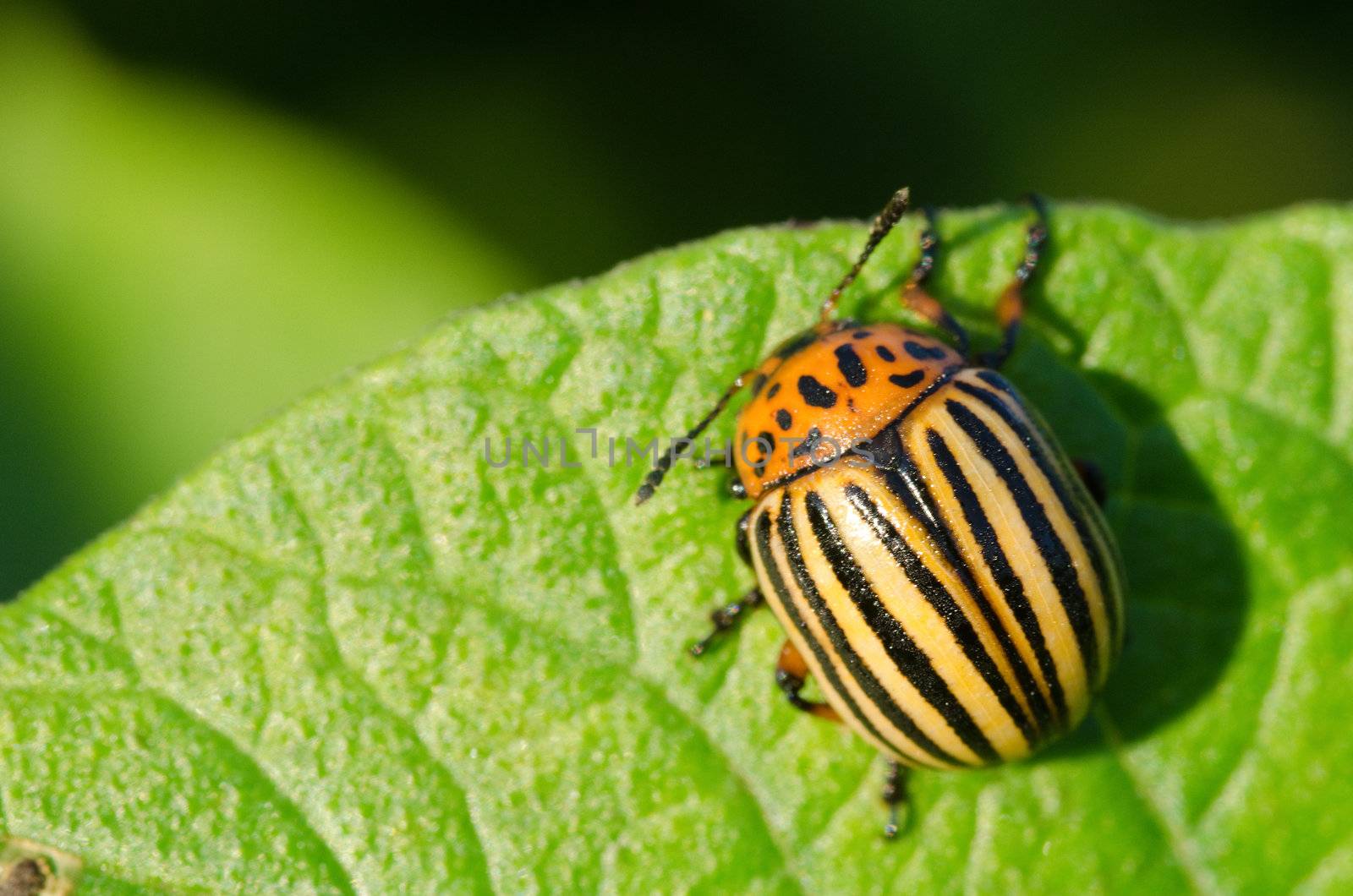 Colorado potato beetle, Leptinotarsa decemlineata, on a potato leaf