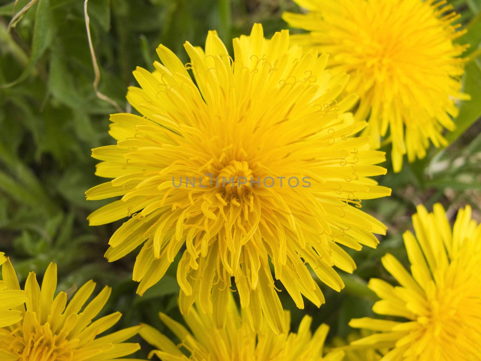 closeup of dandelions in full bloom on a meadow