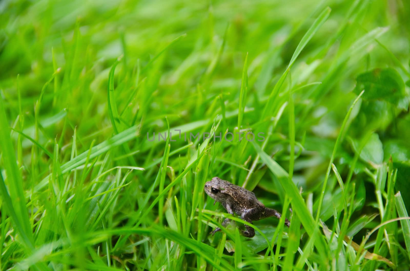 freshly metamorphosed common toad, Bufo bufo, in grass