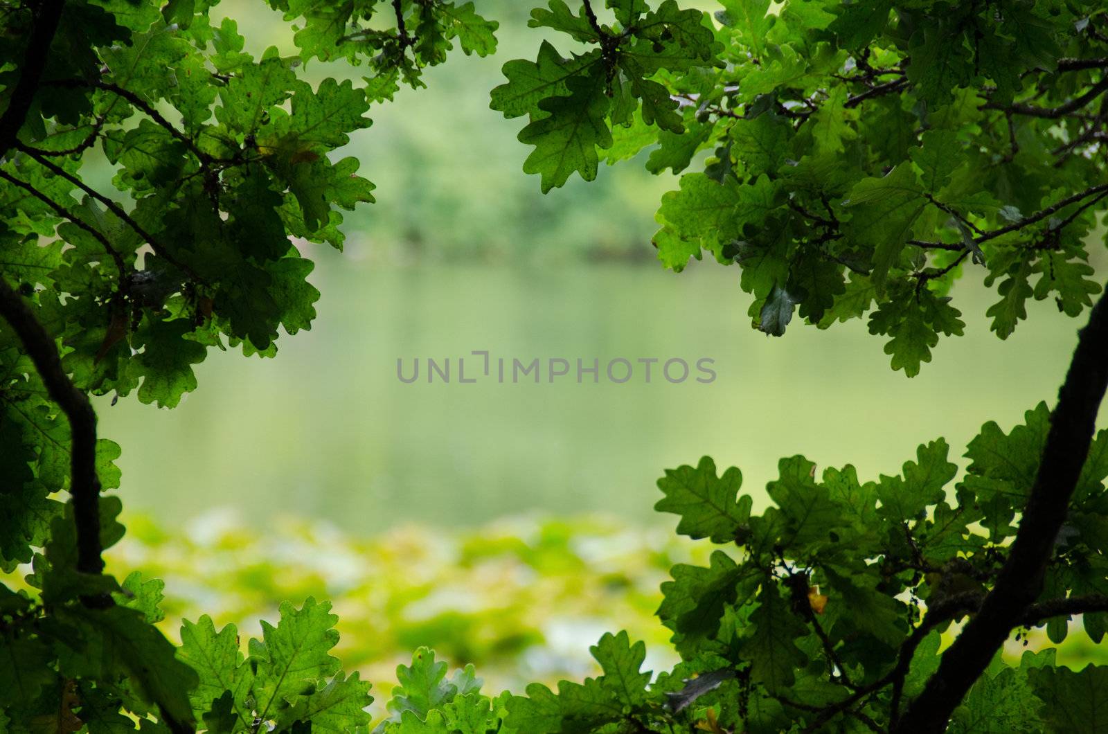 Picture of a lake naturally framed by branches of oak. background or frame