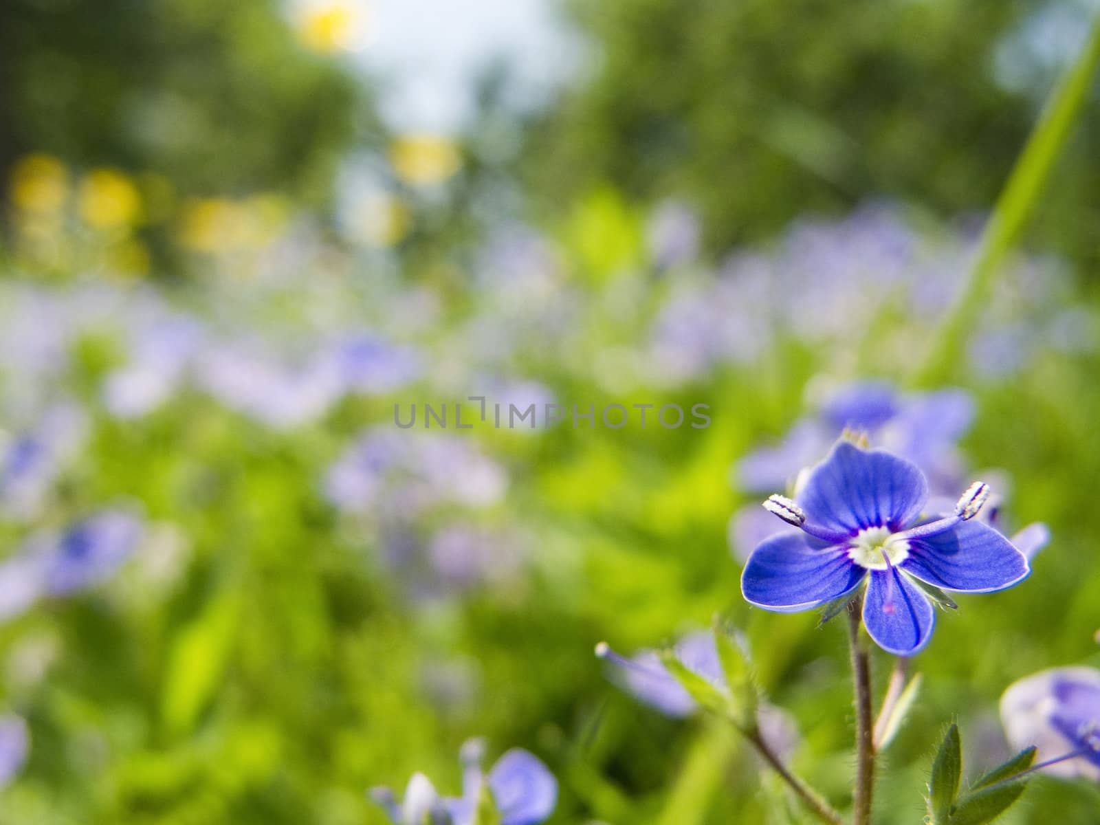 blue flower, Germander Speedwell, Bird's-eye Speedwell, Veronica chamaedrys, on a meadow 