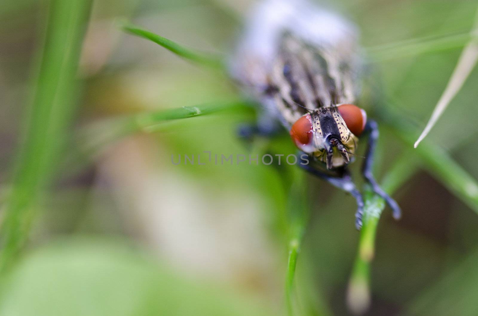 Head of a red eyed fly, a house fly from the family Muscidae after swimming in milk