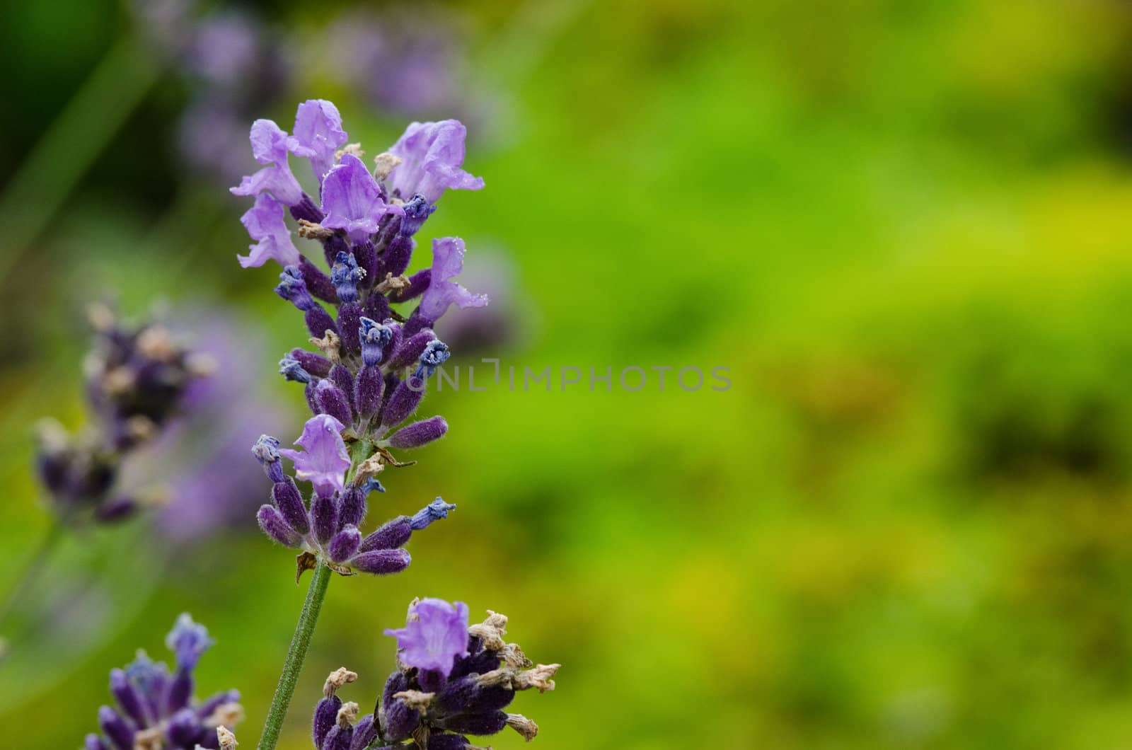 Closeup of lavender flowers, Lavandula angustifolia, in front of green background