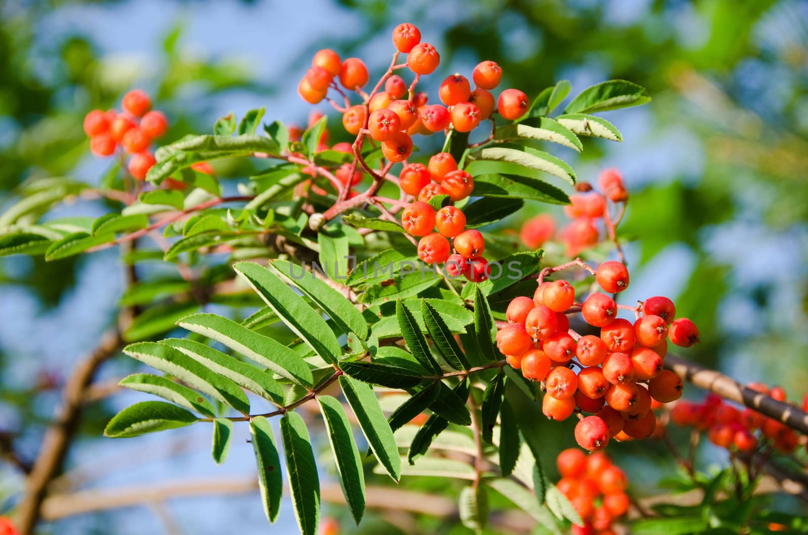 Ripe rowan fruits on the tree with blue sky background, Sorbus aucuparia