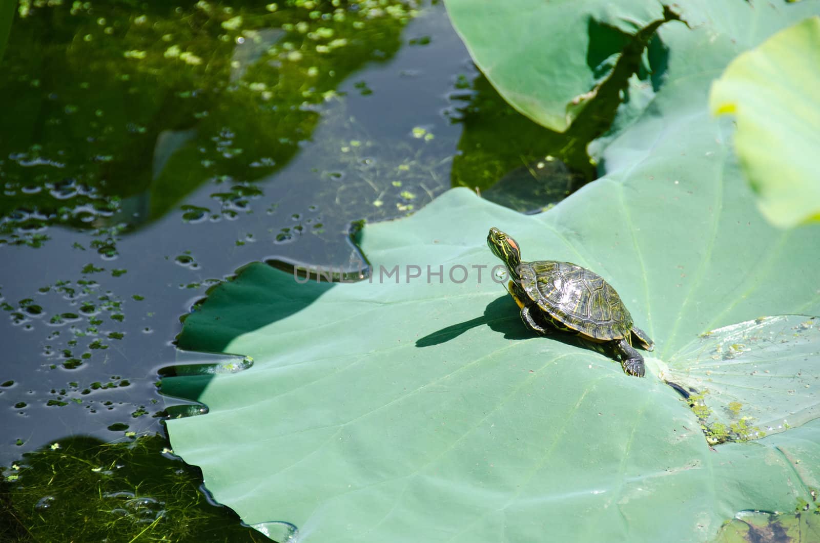 Red-eared slider turtle, Trachemys scripta elegans, sunbathing on a lotus leaf