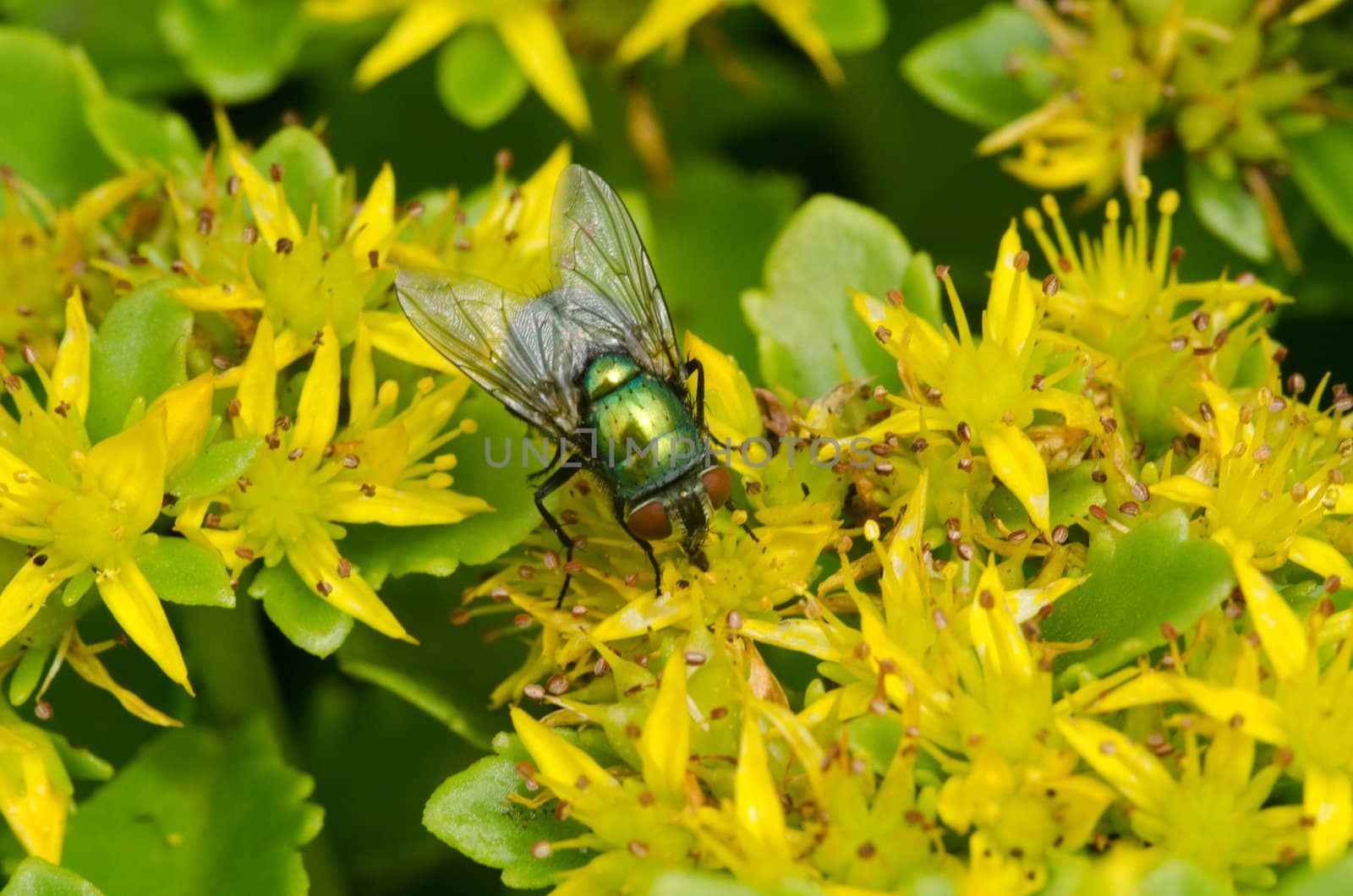 Green bottle fly from the family Lucilia on yellow flowers