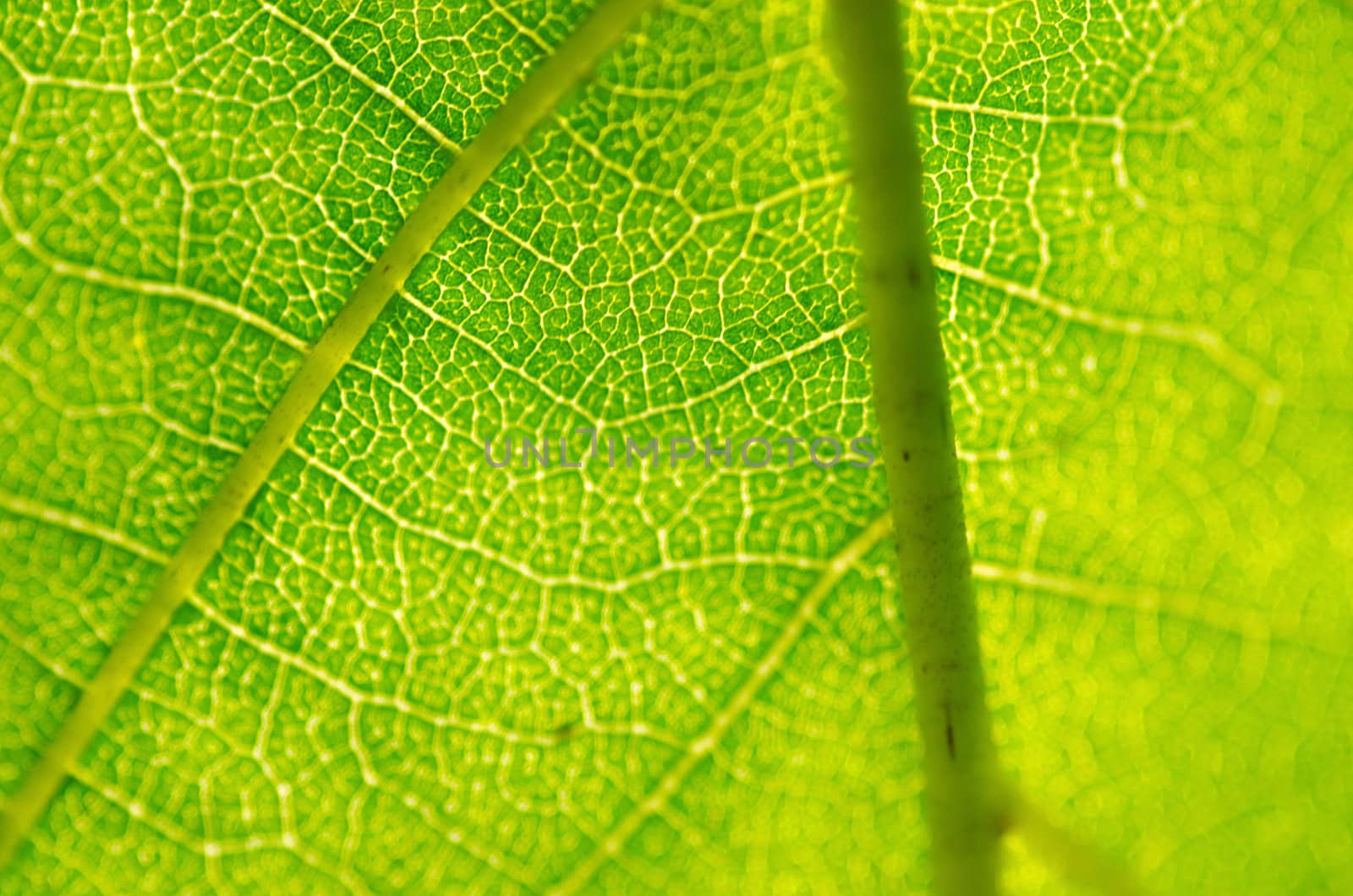 Closeup of a green leaf in backlight as background