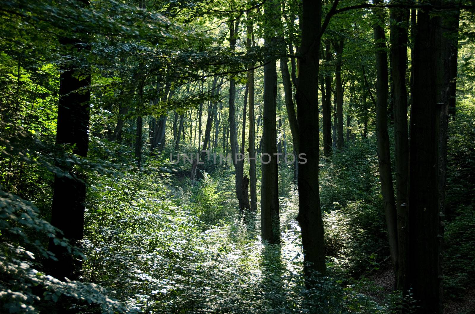Beech forest with warm sunshine in summer