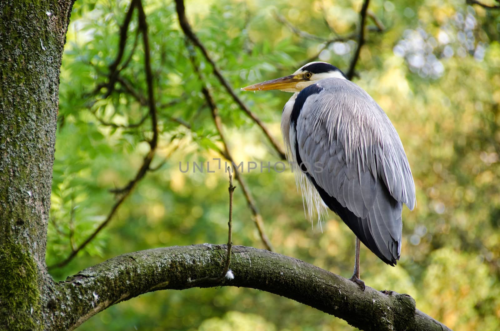 Grey heron, Ardea cinerea sitting on a tree