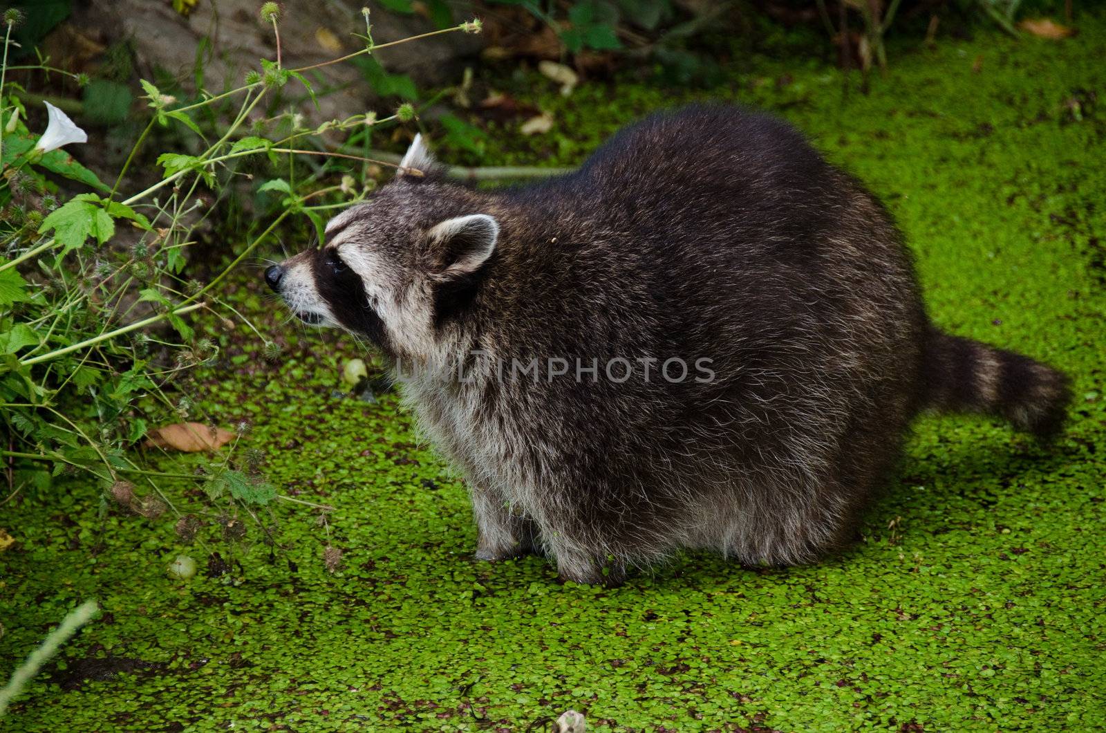 Racoon, Procyon lotor, sitting in a water pit and looking for food