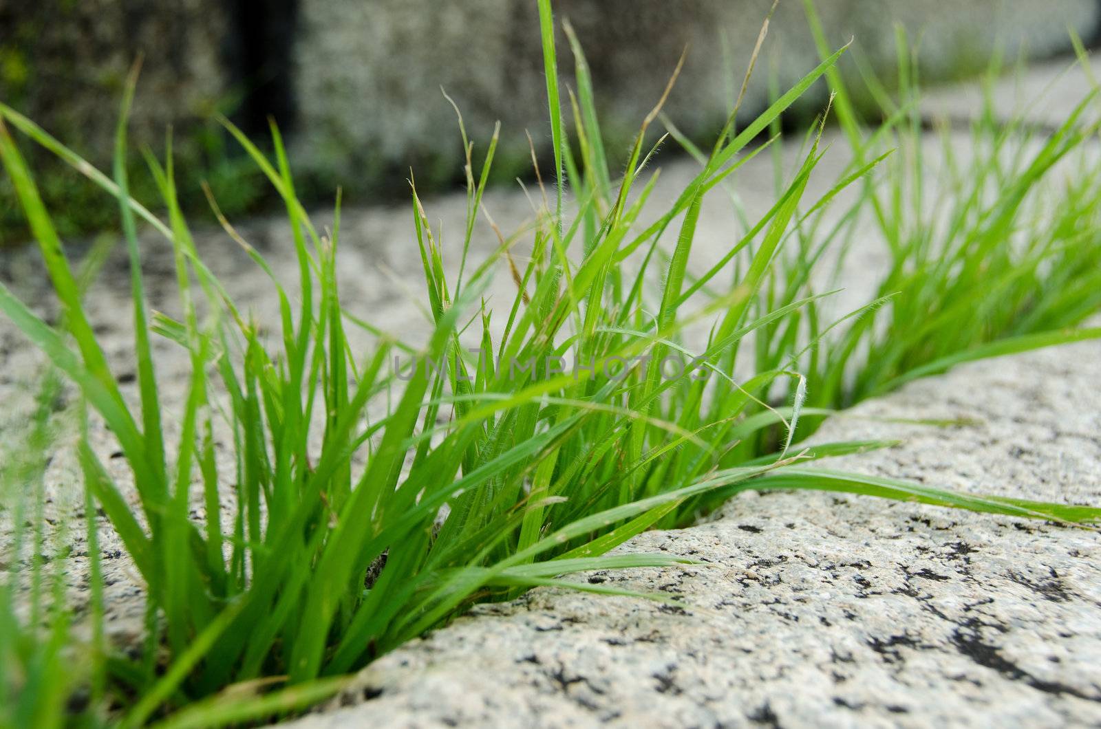 Grass growing out of a big granite stone and breaking it open