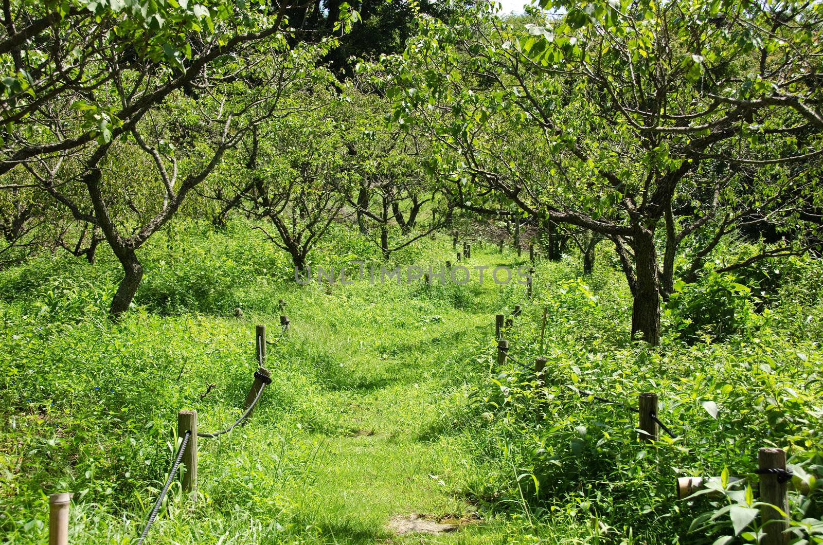 Japanese plum orchard in summer with grass on the trail
