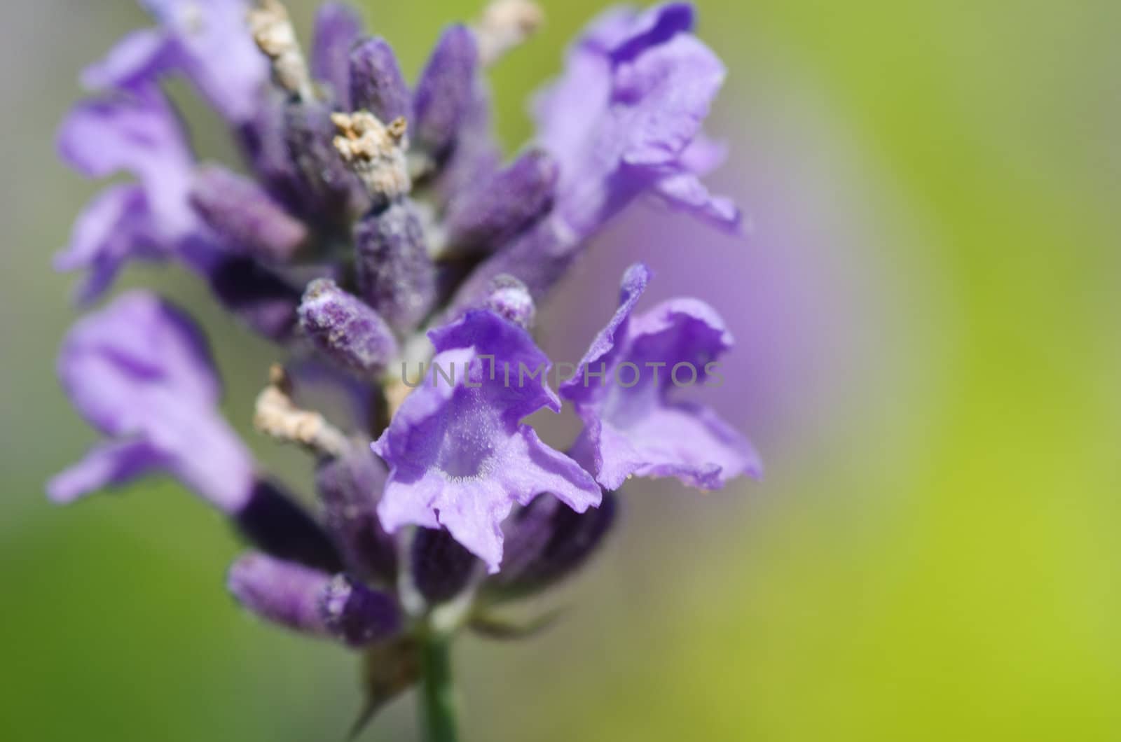 Closeup of lavender flowers, Lavandula angustifolia, in front of green background