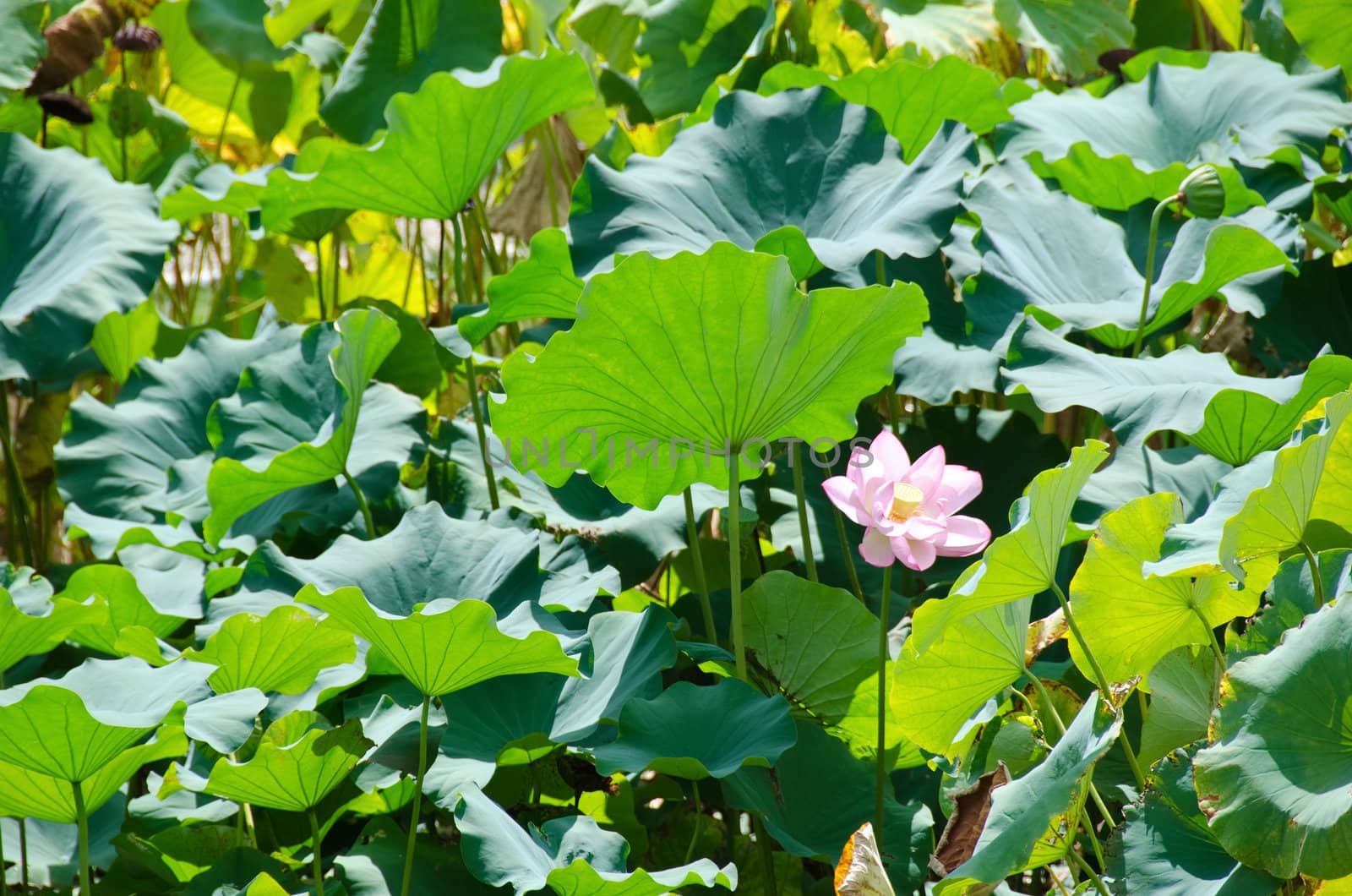 Lotus flower amongst lotus leaves in a japanese pond, Nelumbo nucifera