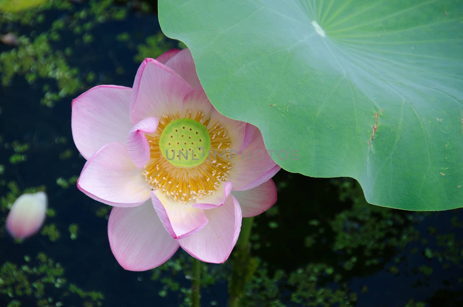 Detail of a beautiful pink lotus flower, Nelumbo nucifera