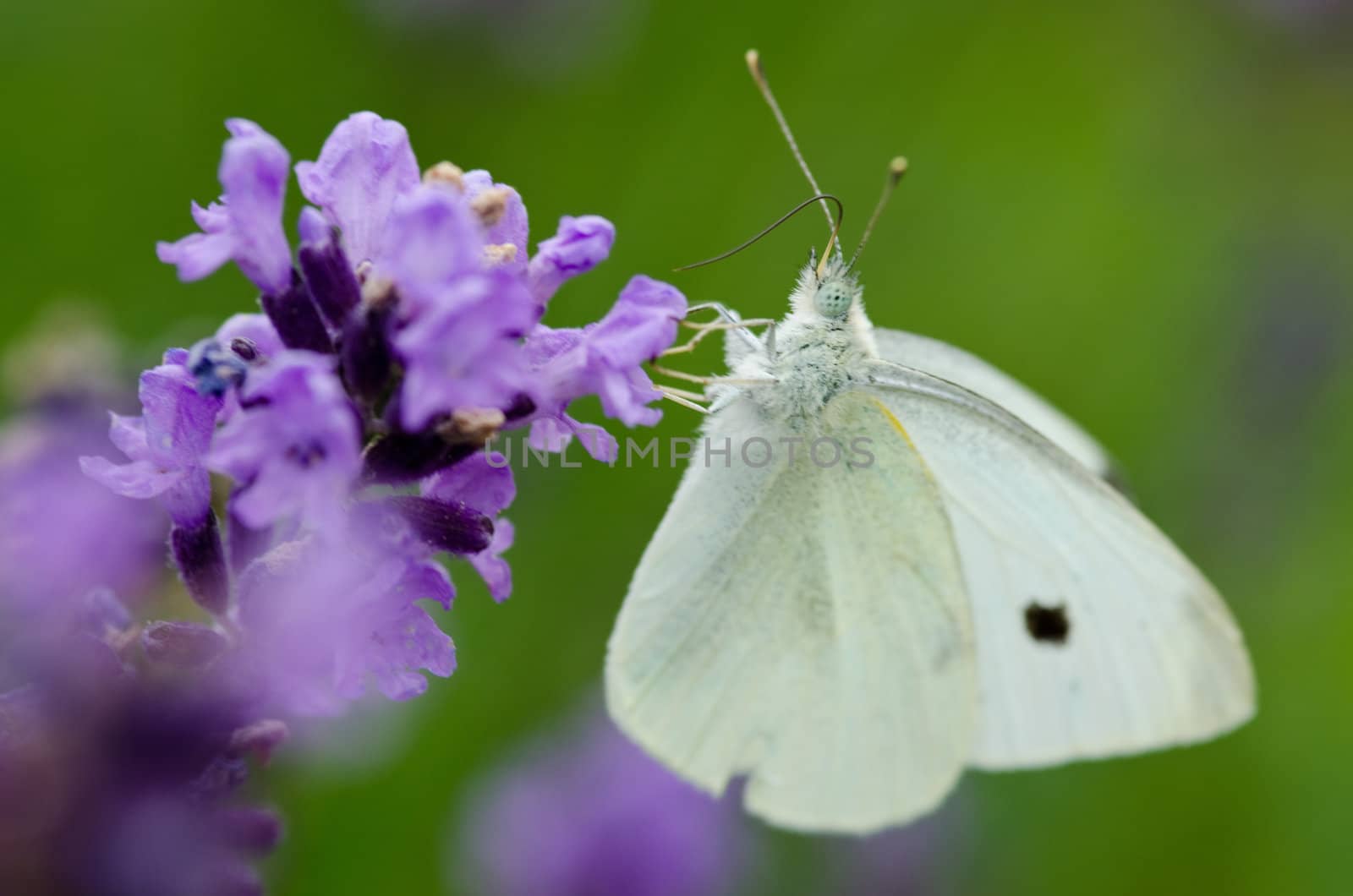 Closeup of lavender flowers, Lavandula angustifolia,with a Large White, Pieris brassicae butterfly