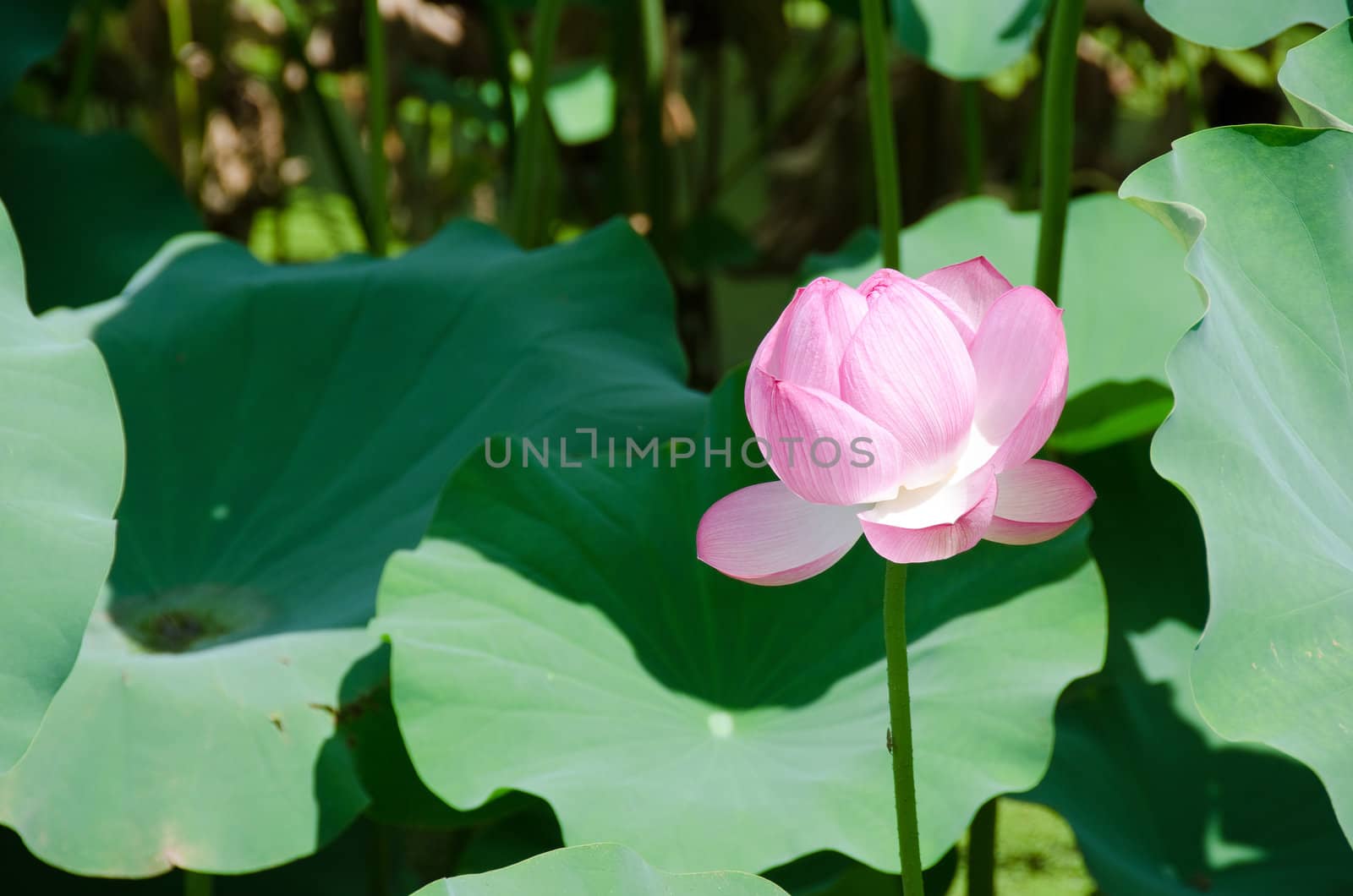 Beautiful pink lotus flower by Arrxxx