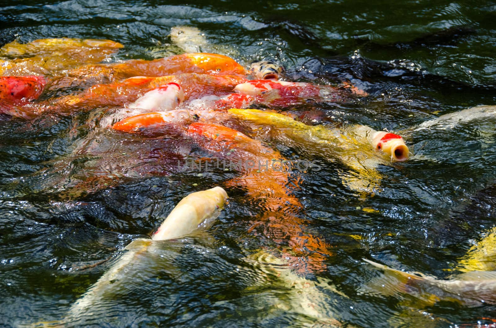 Japanese koi swimming in water and fighting for food