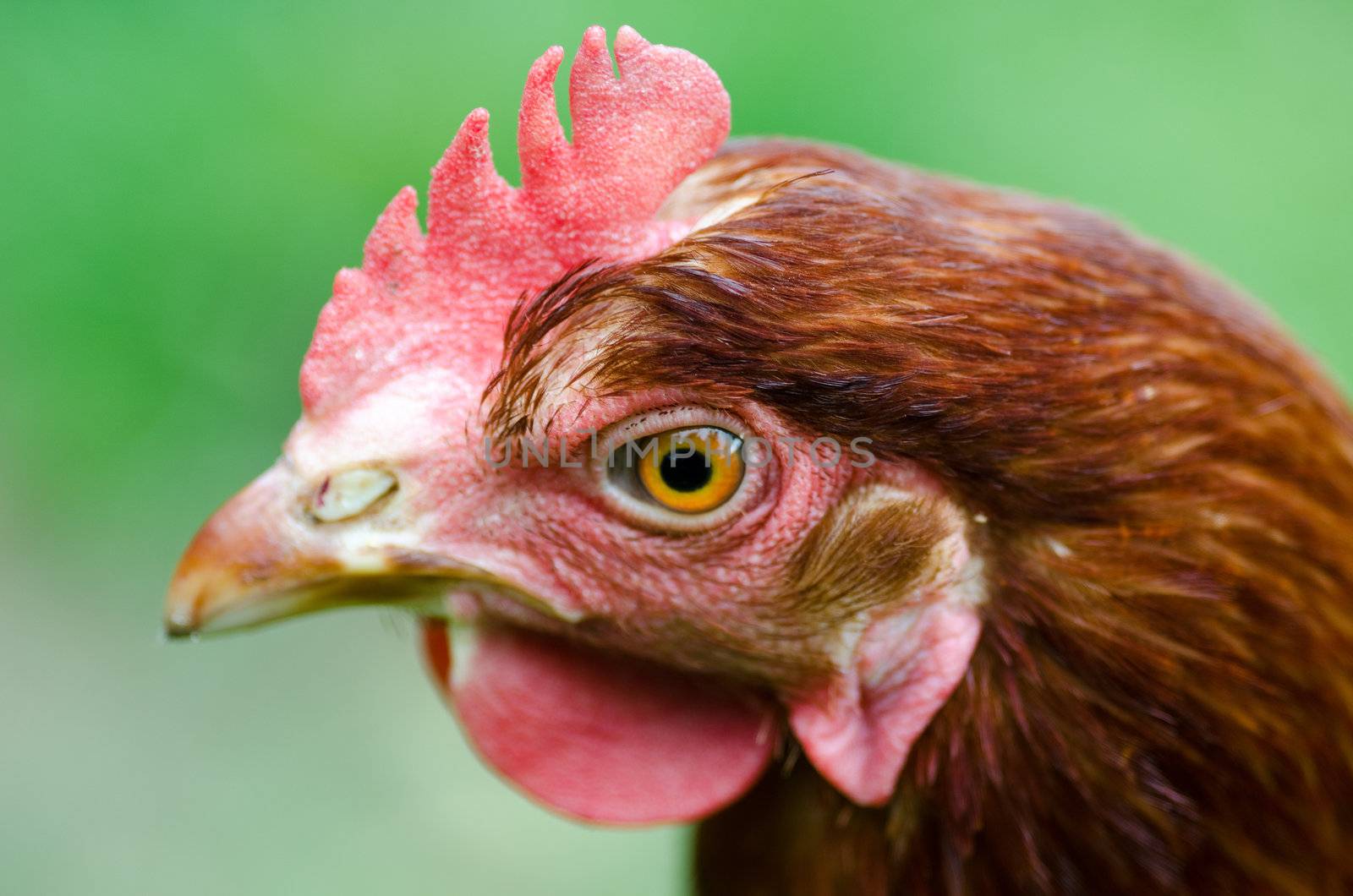 Head portrait of a brown chicken raised on a organic farm, seen from the side