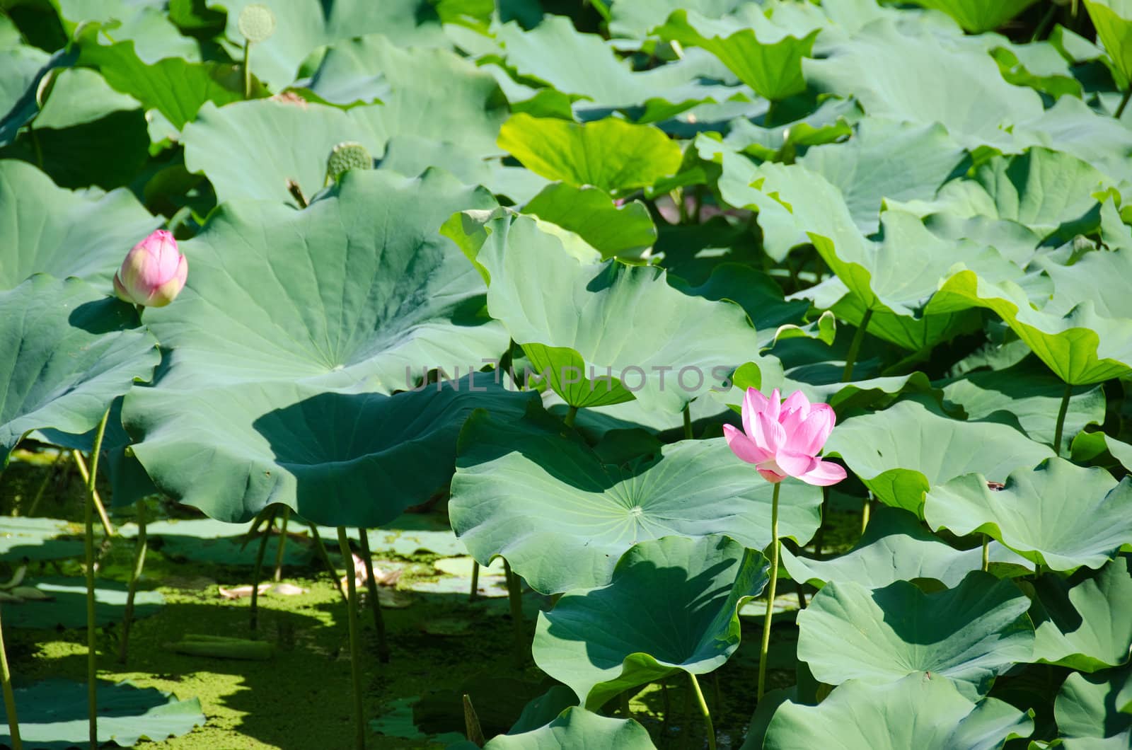 Beautiful pink lotus flowers, Nelumbo nucifera in a lake in Japan
