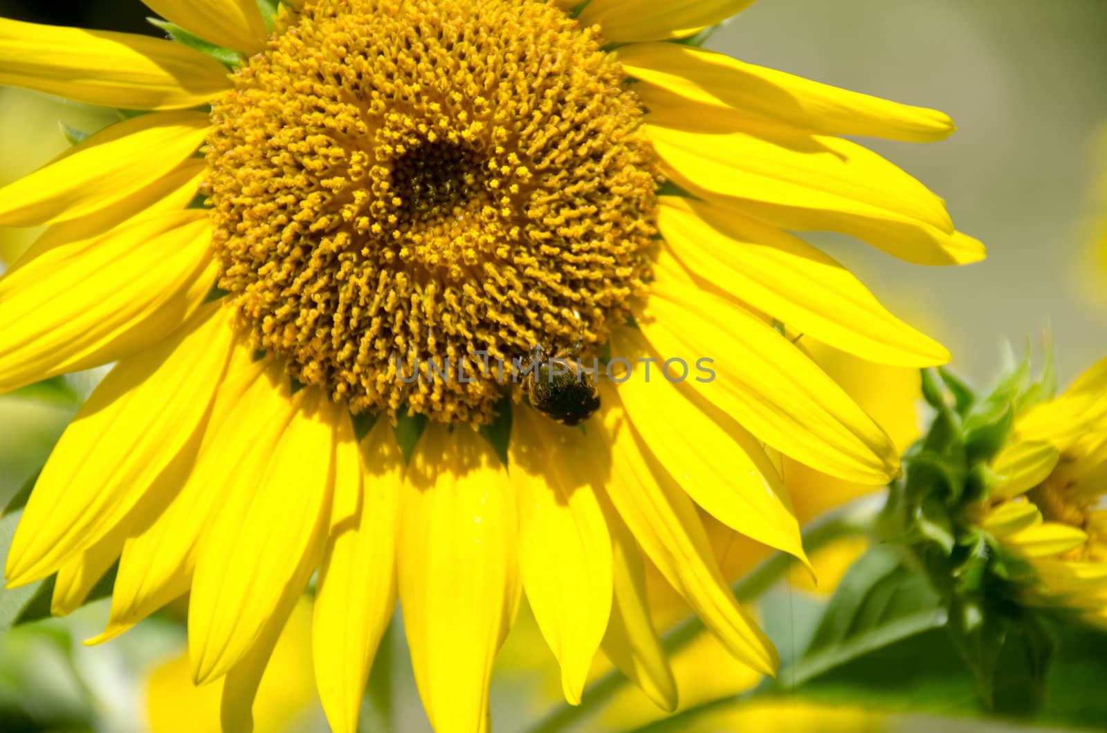 Sun flower with beetle by Arrxxx