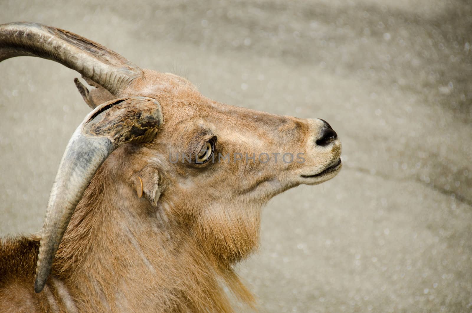Head of a Alpine ibex, a species of wild goat that lives in the mountains of the European Alps