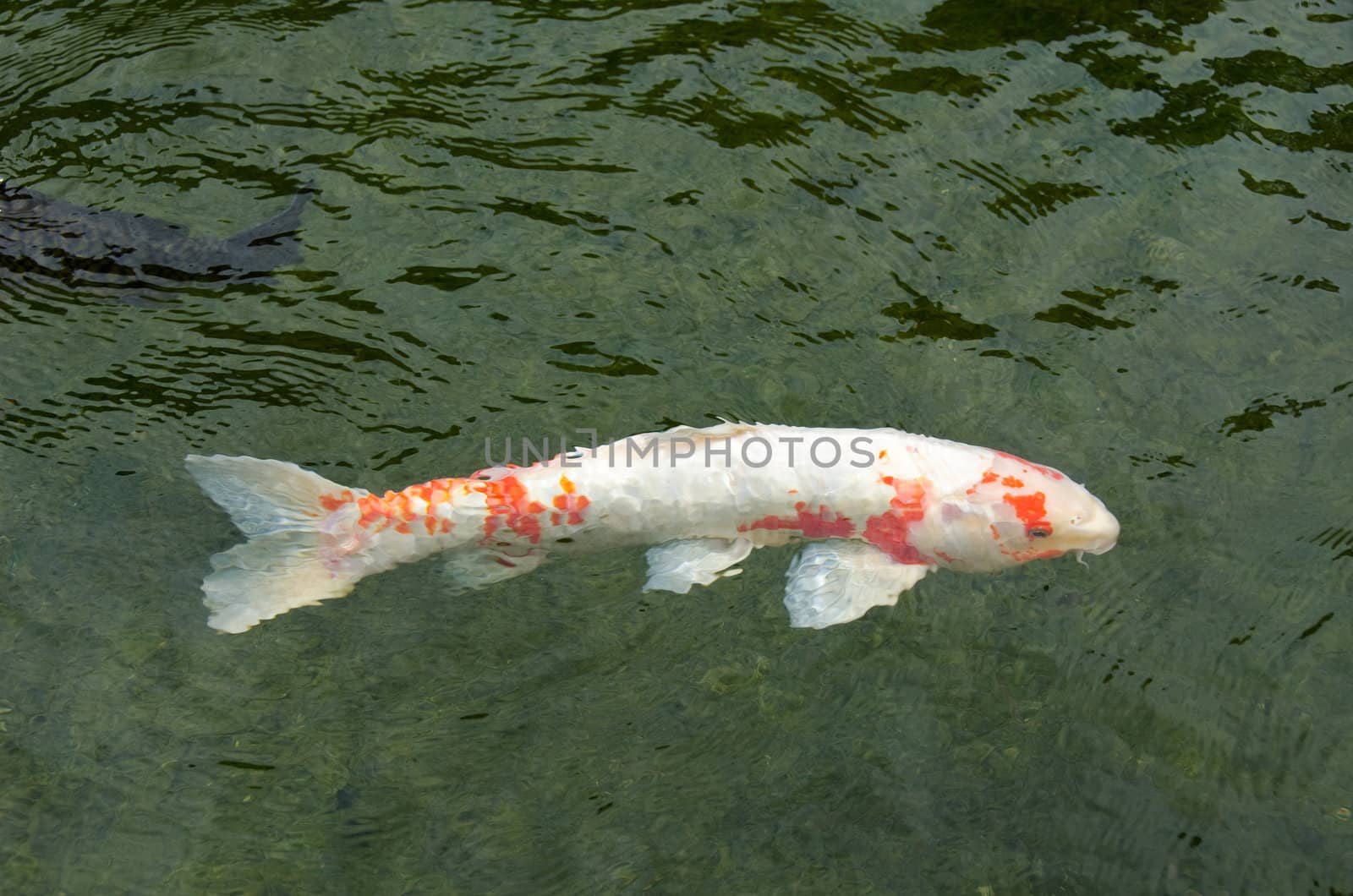 White japanese koi with red dots swimming in water