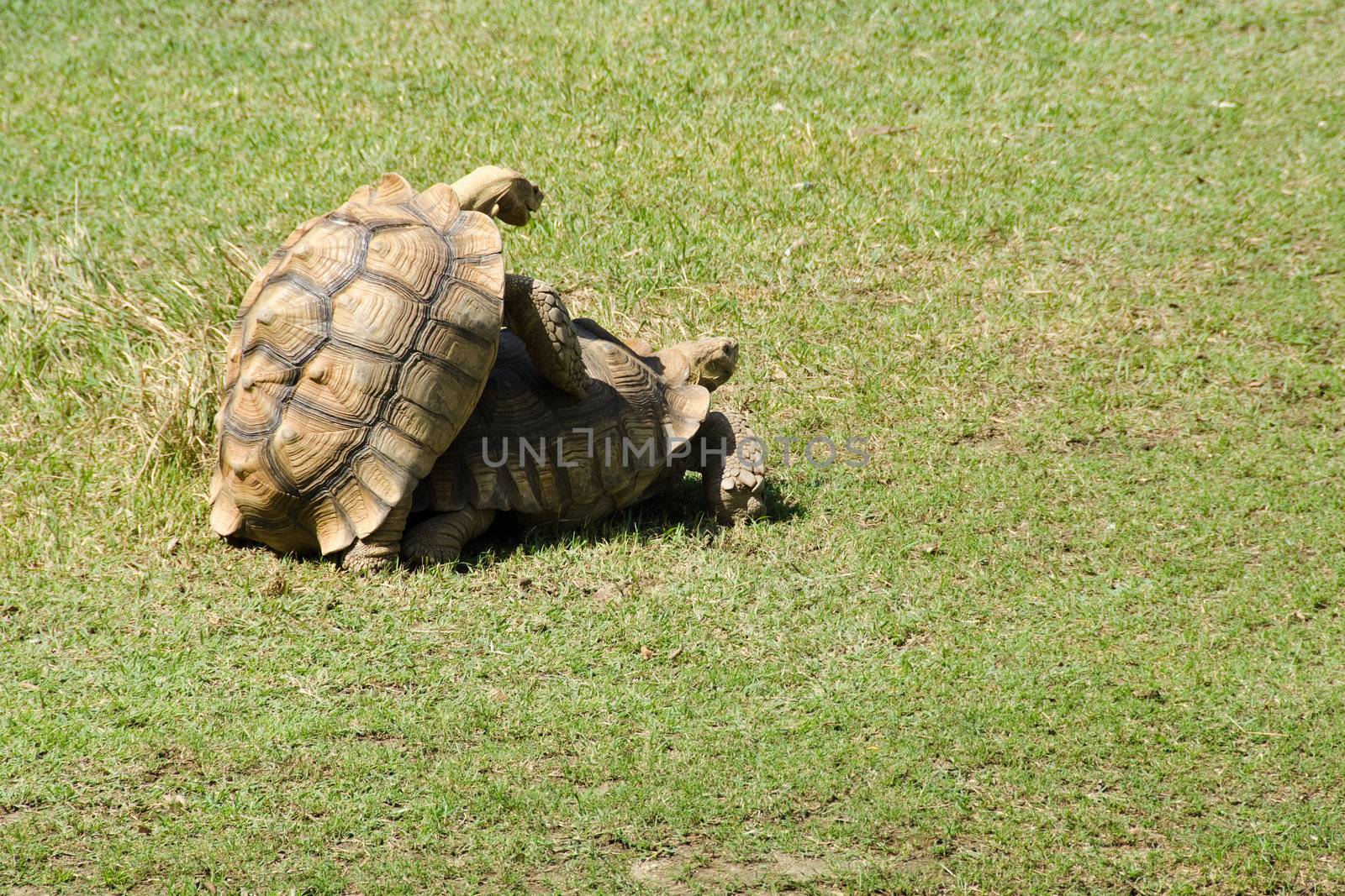 African spurred tortoise, Geochelone sulcata, a african giant turtoise, mating