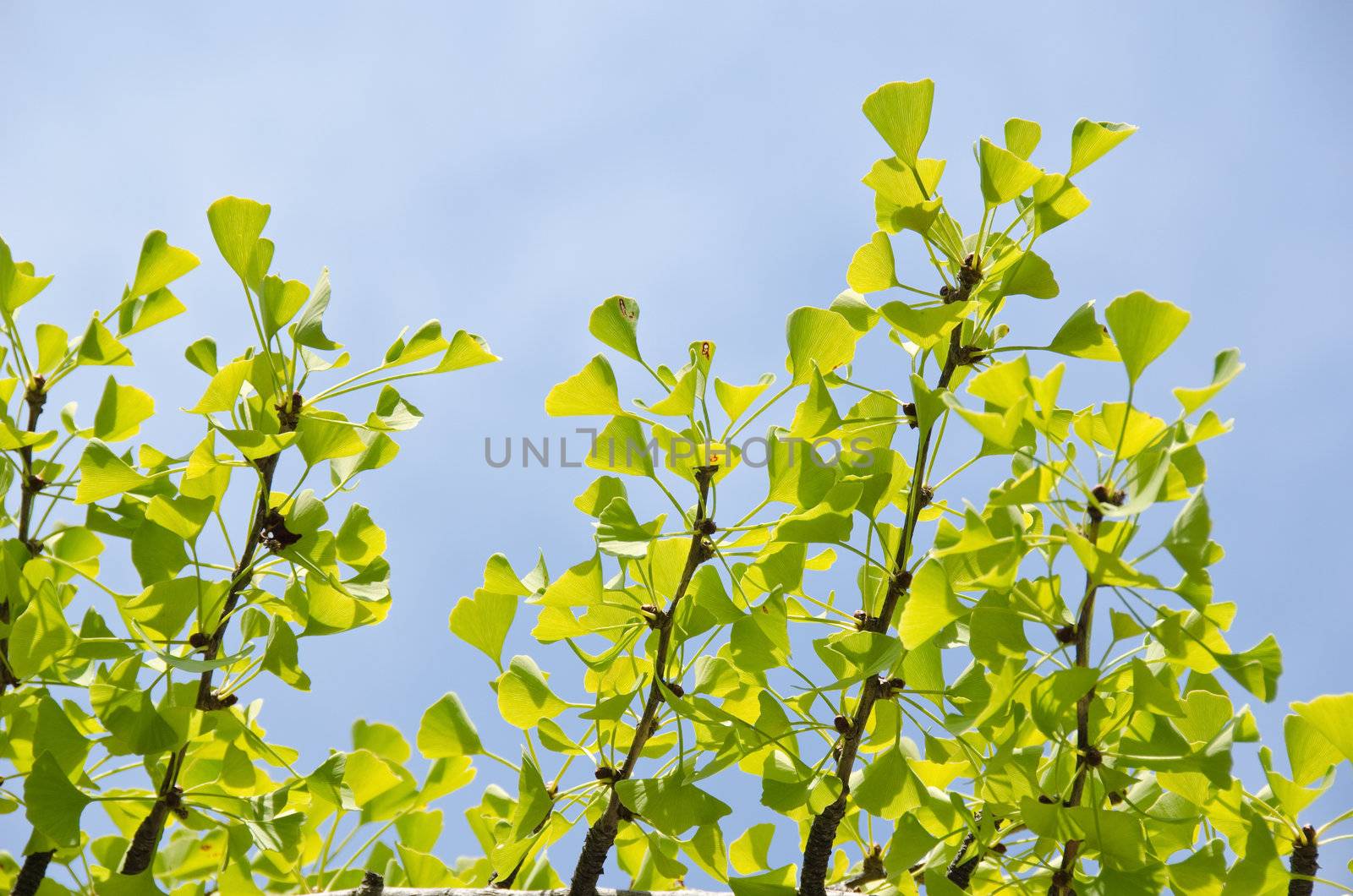 Leaves of the ginko tree, Ginkgo biloba, against blue sky in September
