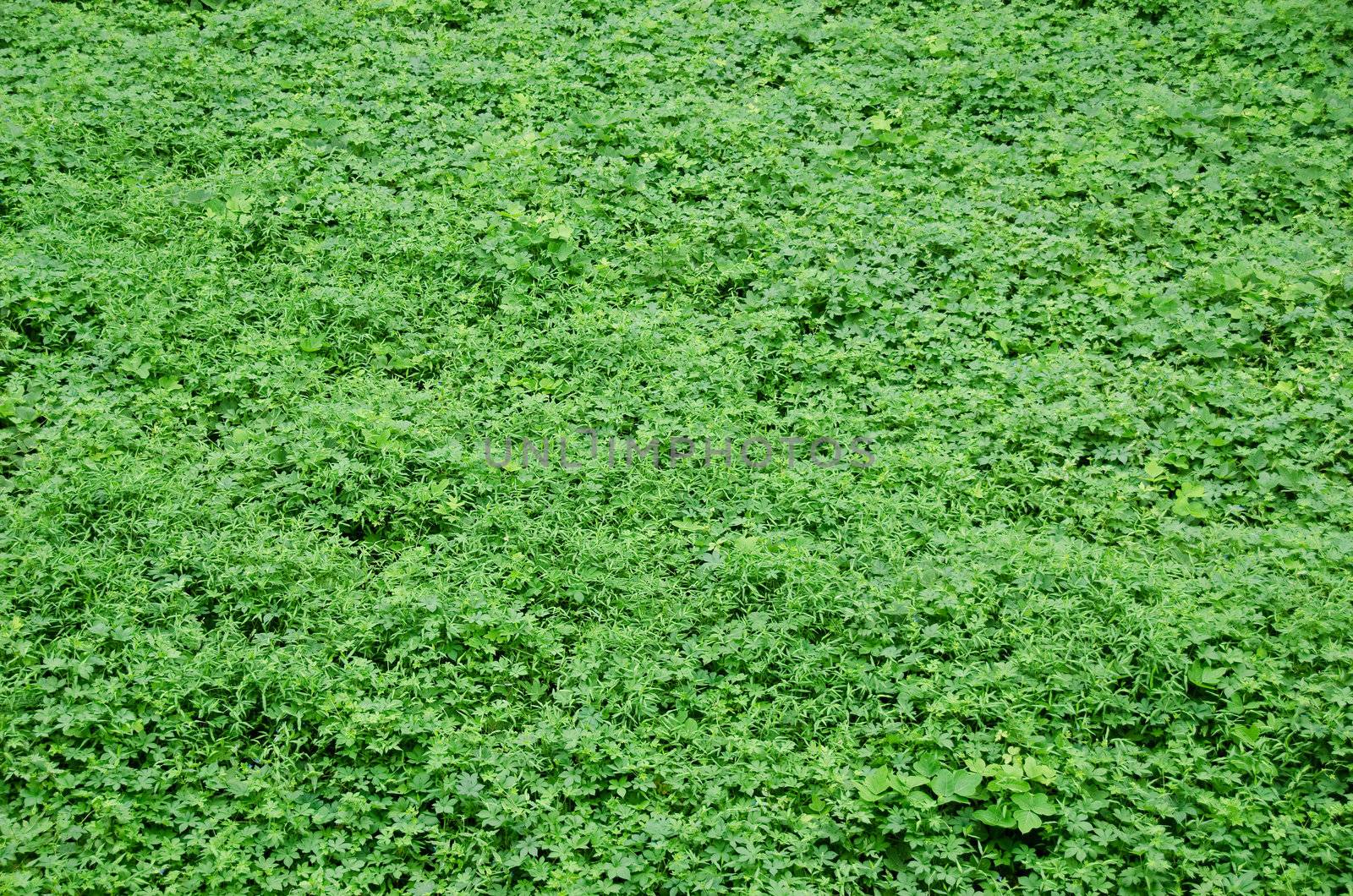 Natural green background consisting of several weeds