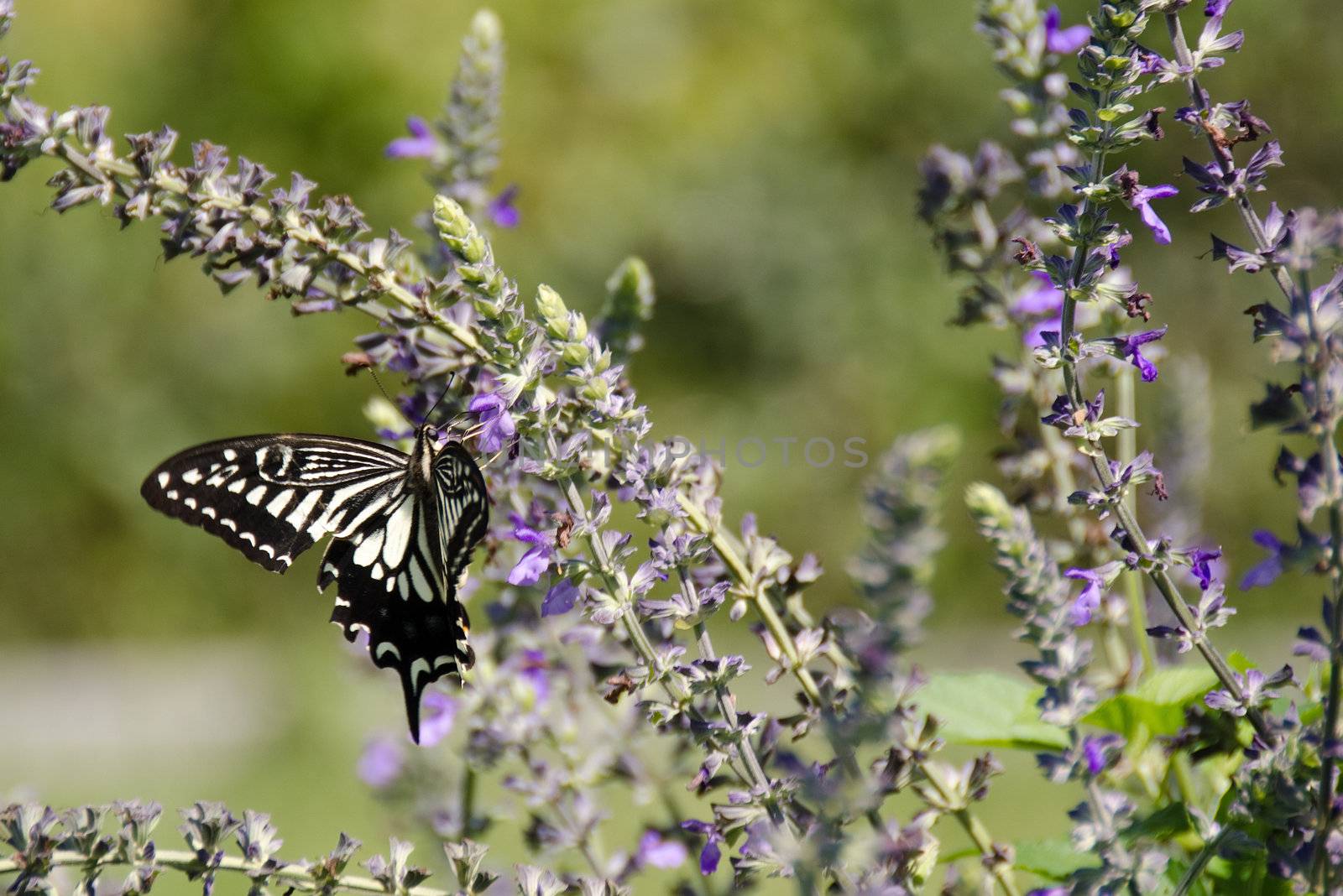 Asian Swallowtail, Papilio xuthus by Arrxxx