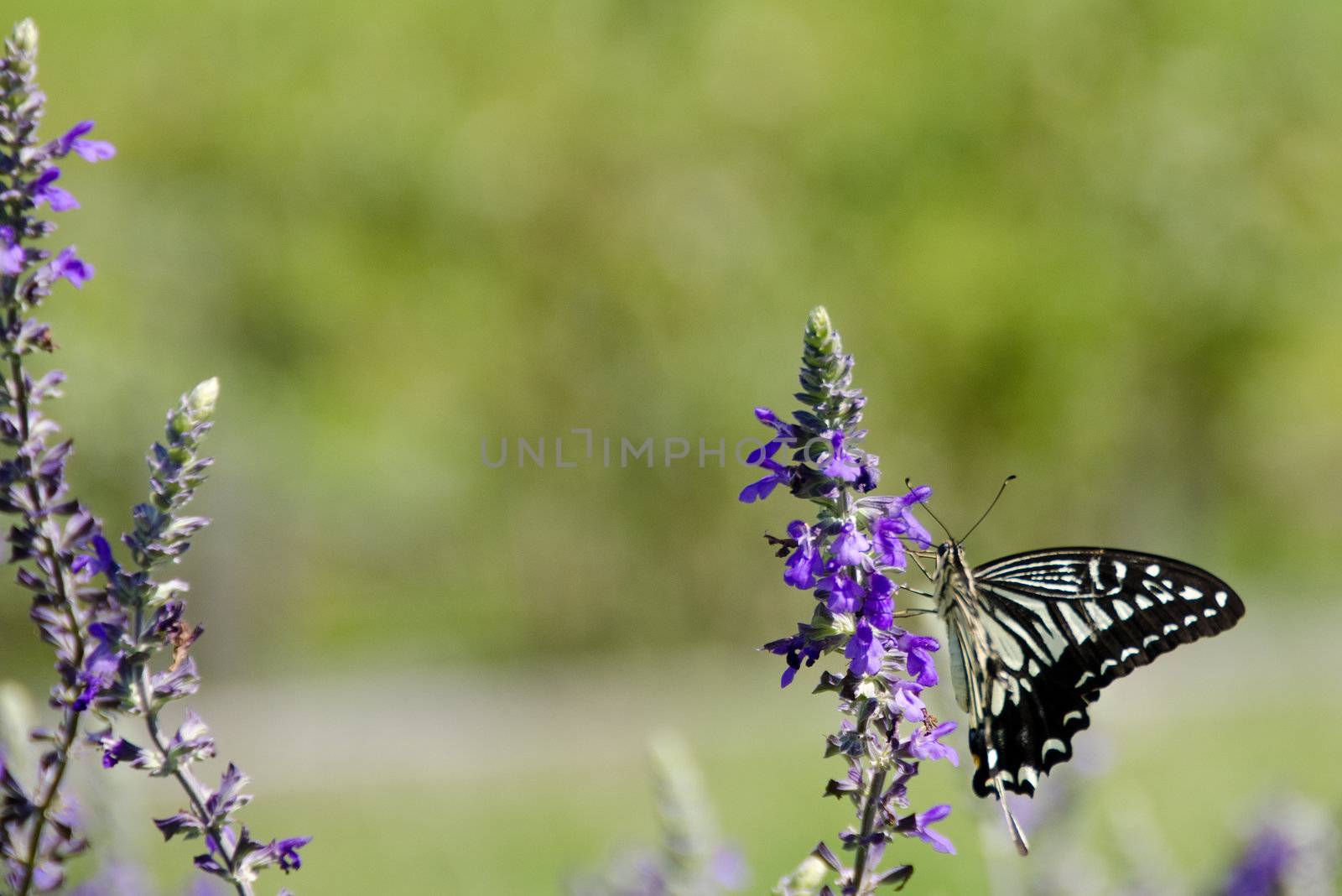 Asian Swallowtail sitting on a flower and drinking nectar
