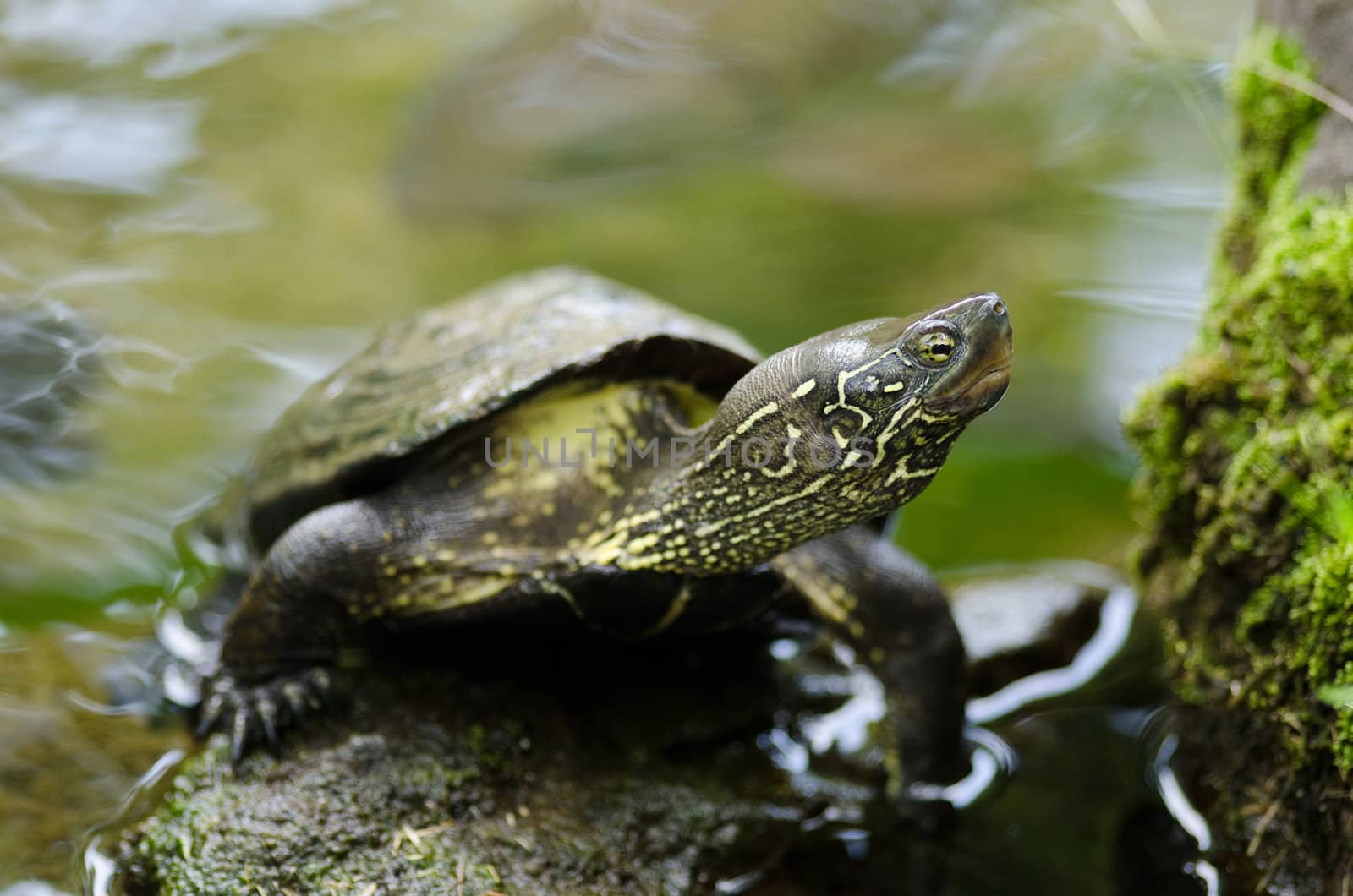 Chinese pond turtle sitting on a stone in water, Mauremys reevesii, an endangered species