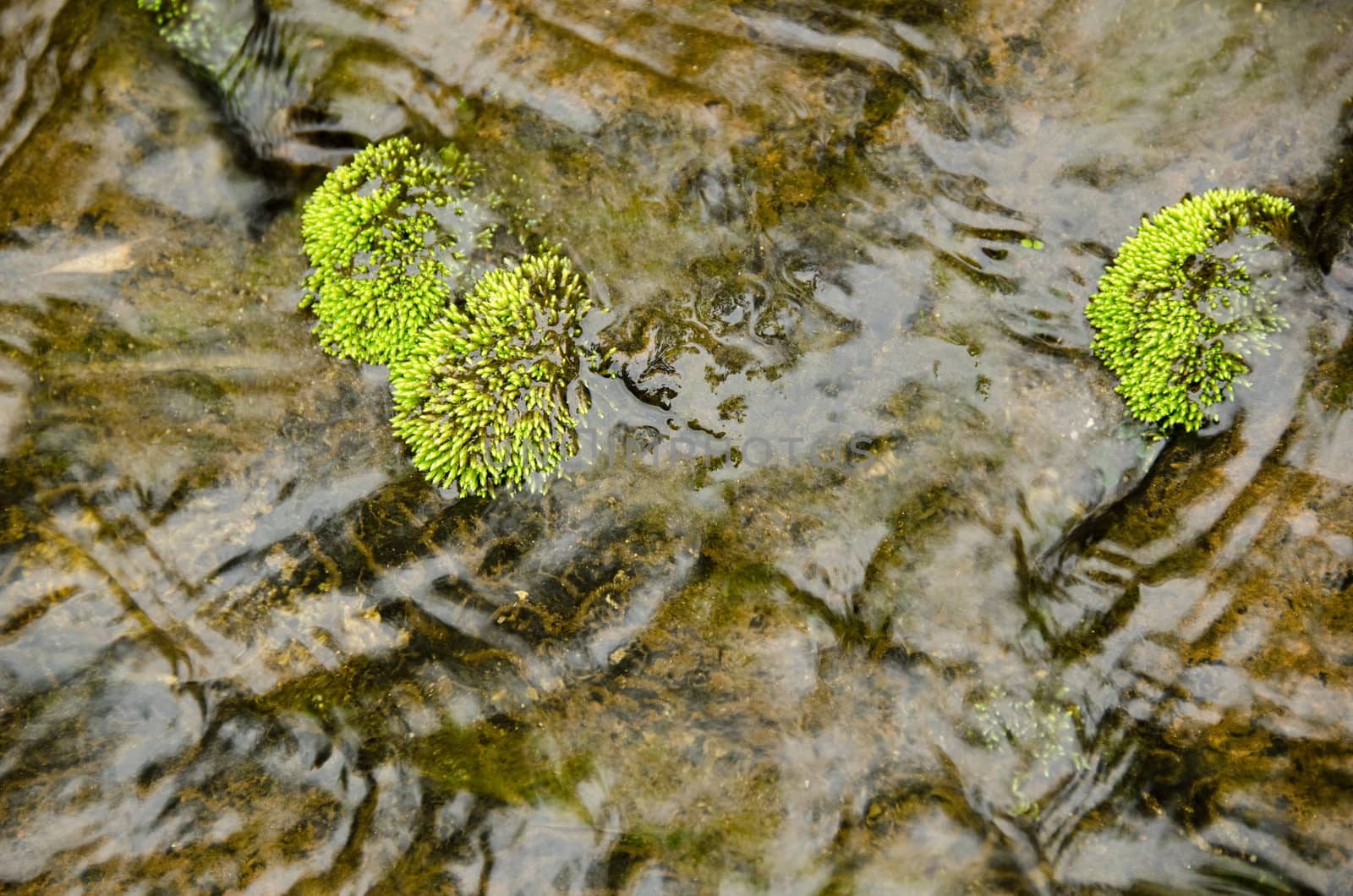 Detail of green moss surrounded by water in a small river