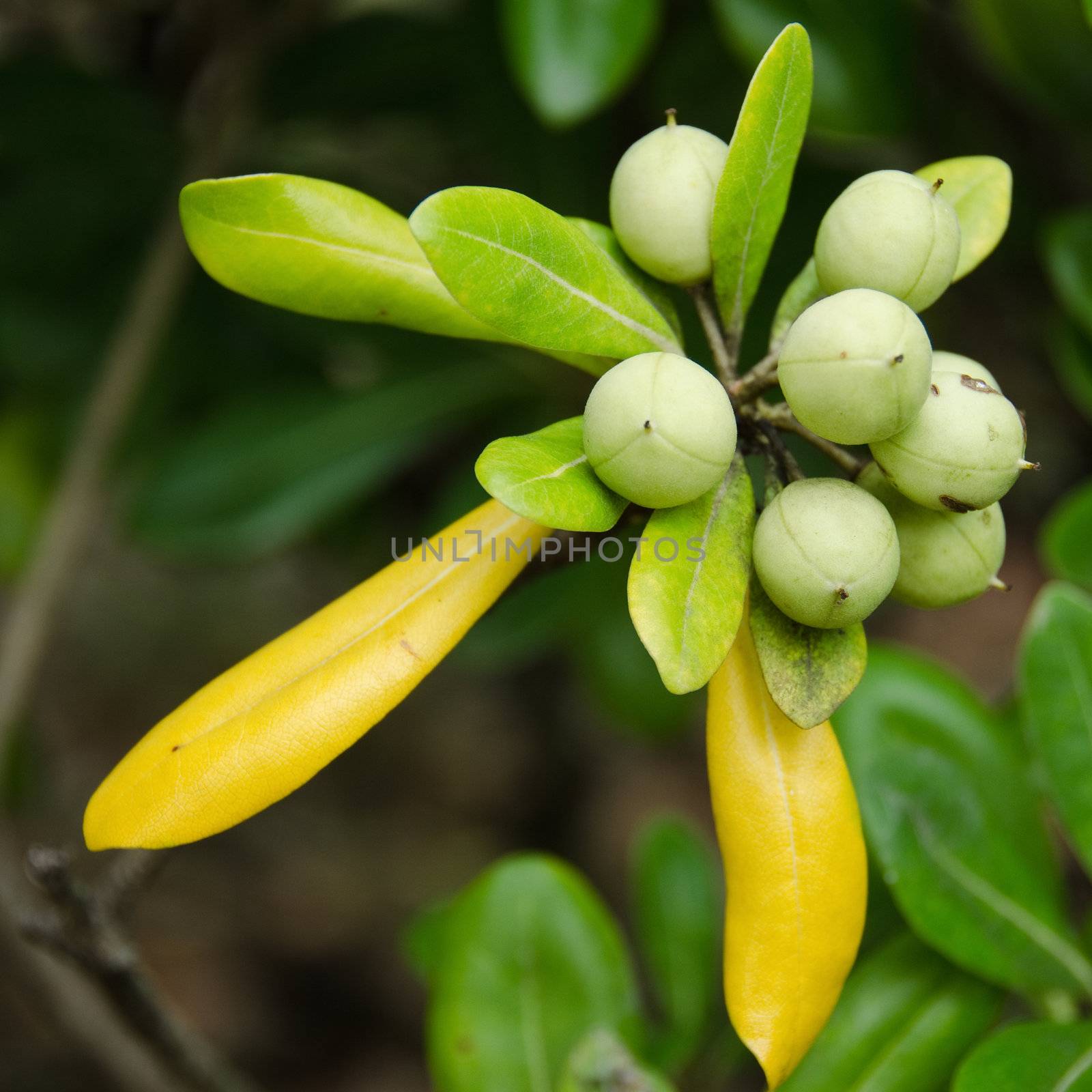 Detail of green Rhododendron fruits in September on an old Rhododendron plant