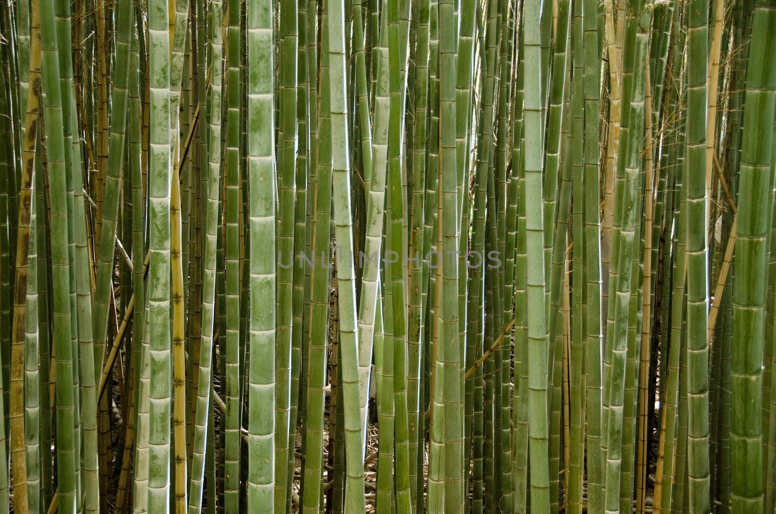 Background of a green stems of a japanese bamboo forest seen from the side