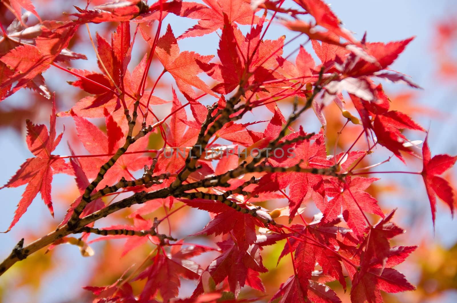 Red leaves of the japanese maple in autumn, foliage