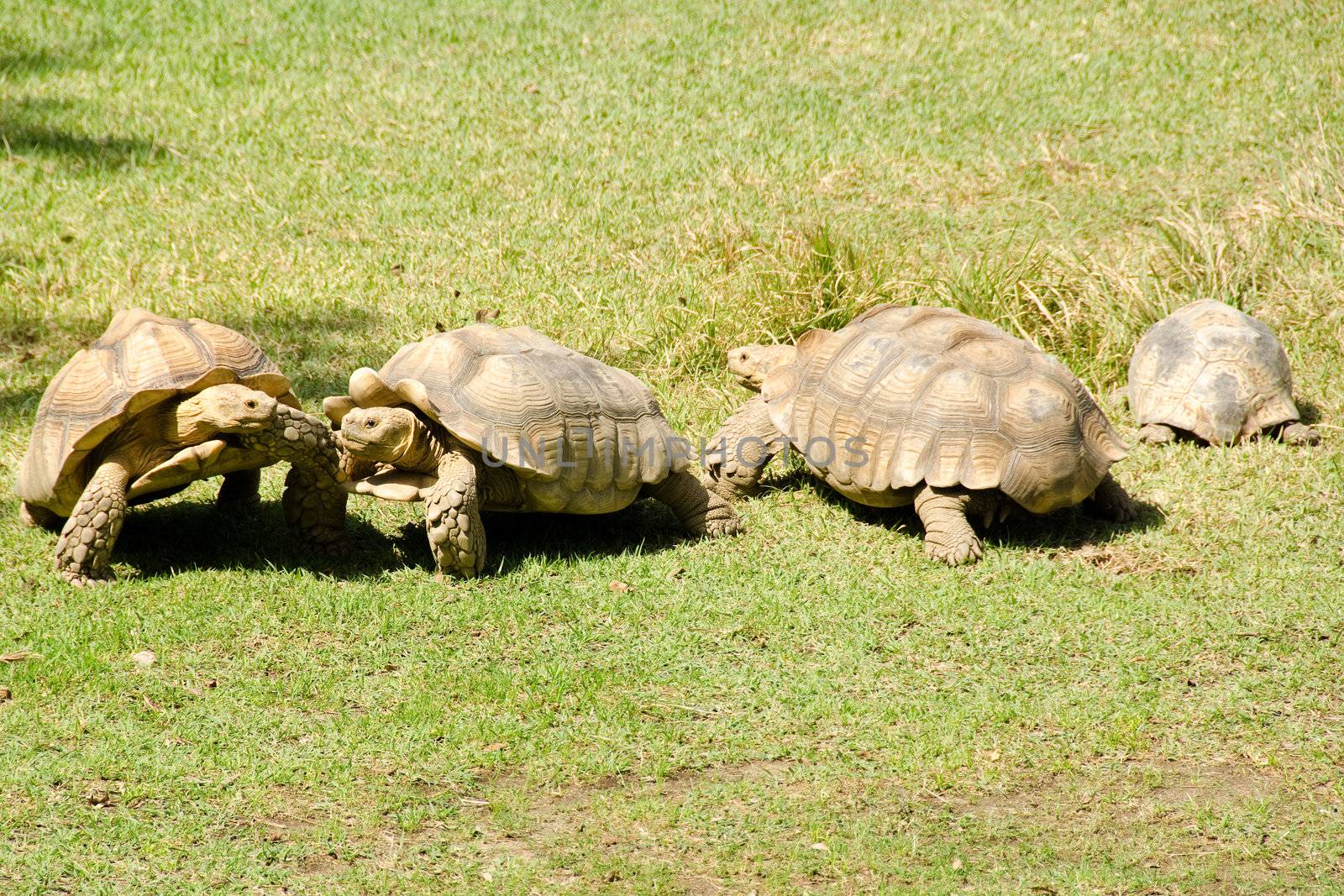 African spurred tortoise, Geochelone sulcata, a african giant turtoise