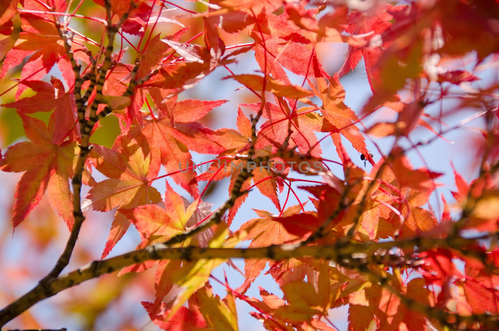 Japanese maple in autumn by Arrxxx